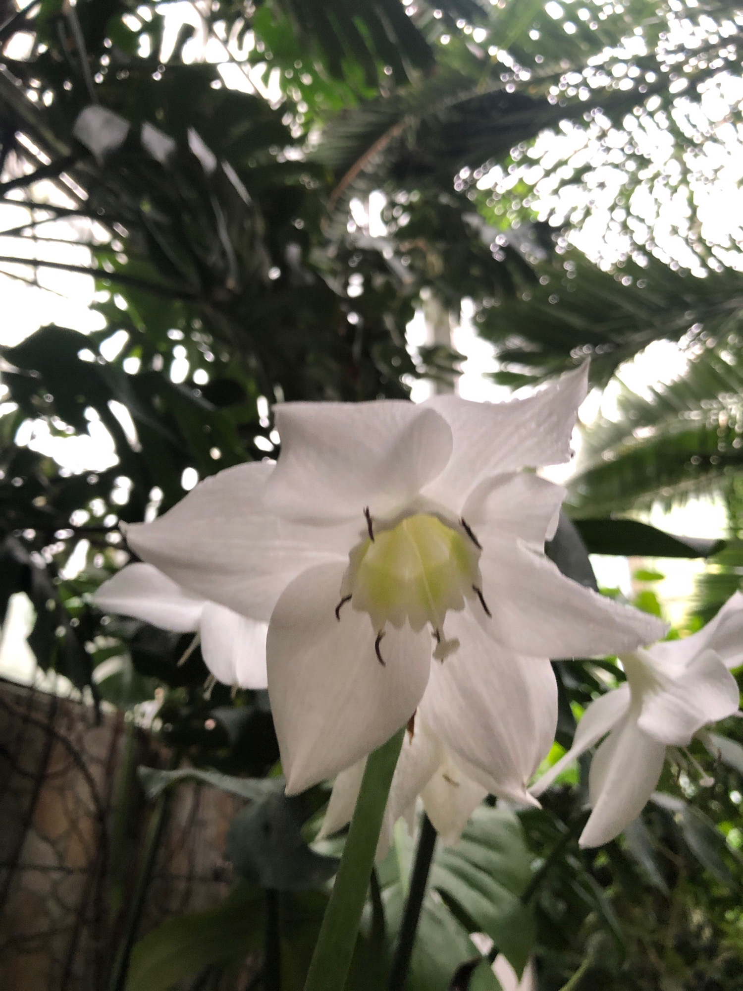 The image shows a close-up, low-angle view of a white flower with a pale green center, possibly an Amazon Lily, in a botanical garden setting. The flower's petals are partially unfurled and appear delicate. Dark, thin stamens are visible in the center of the bloom. The background is filled with lush, out-of-focus green foliage and bright, dappled sunlight filtering through leaves, suggesting an indoor or shaded outdoor environment. The scene does not provide any specific visual cues to pinpoint a location within Lviv, Ukraine. There are no people, animals, or specific identifiable structures within the frame. The overall impression is one of natural beauty and botanical interest.