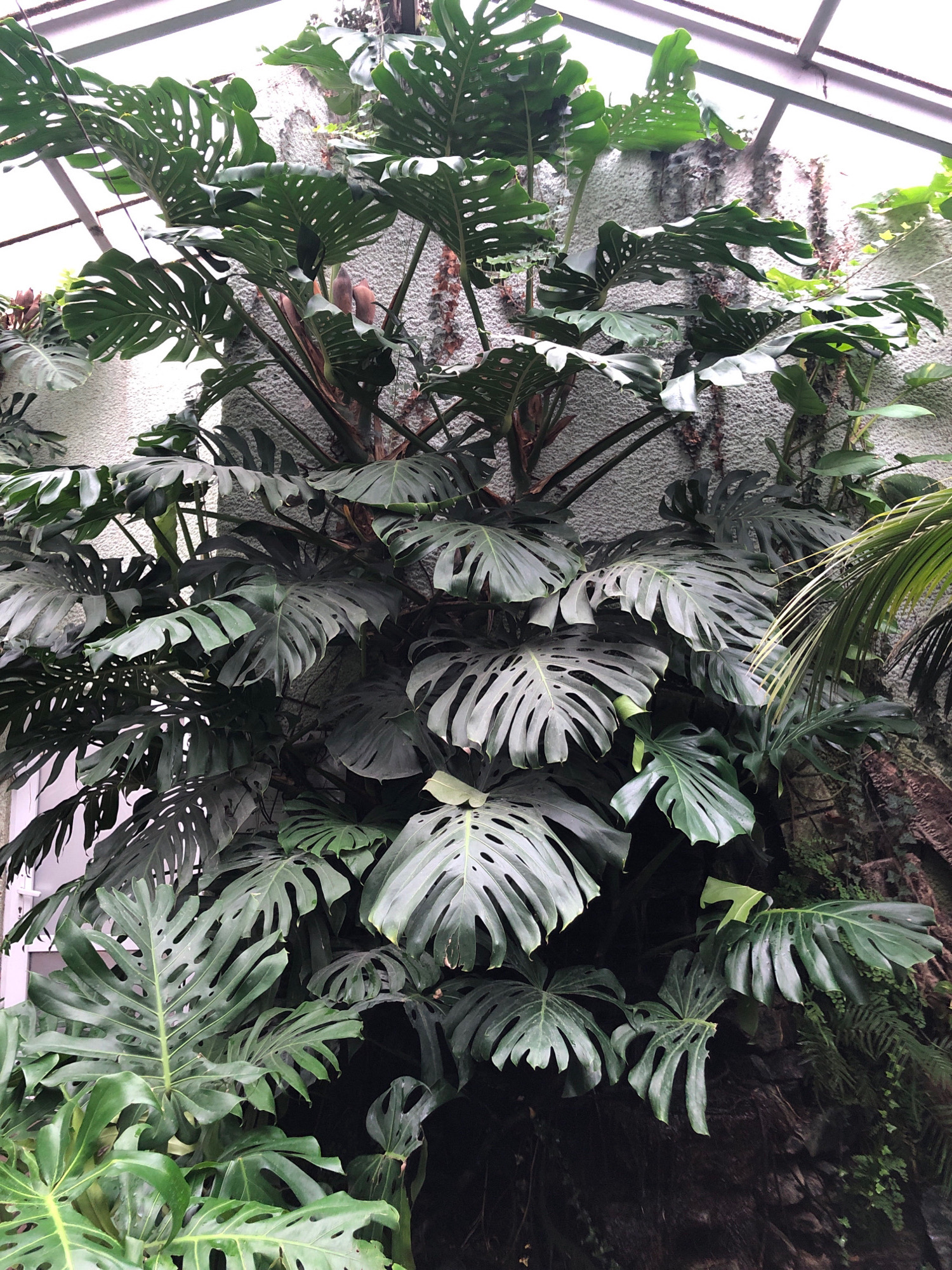The image depicts a large, mature Monstera deliciosa plant with characteristic split and hole-punched leaves. The plant is situated indoors, likely in a conservatory or botanical garden, as evidenced by the glass roof structure visible at the top of the frame and the textured concrete wall behind the foliage. The lighting suggests an overcast or shaded environment. The plant's stems are thick and woody, with aerial roots extending downwards. The leaves vary in size and maturity, with some showing vibrant green coloration and others appearing a darker, richer green. The overall impression is one of lush, tropical vegetation within a controlled environment. The image does not contain any people or any specific geographical indicators to pinpoint a location within Lviv, Ukraine, or any other city.