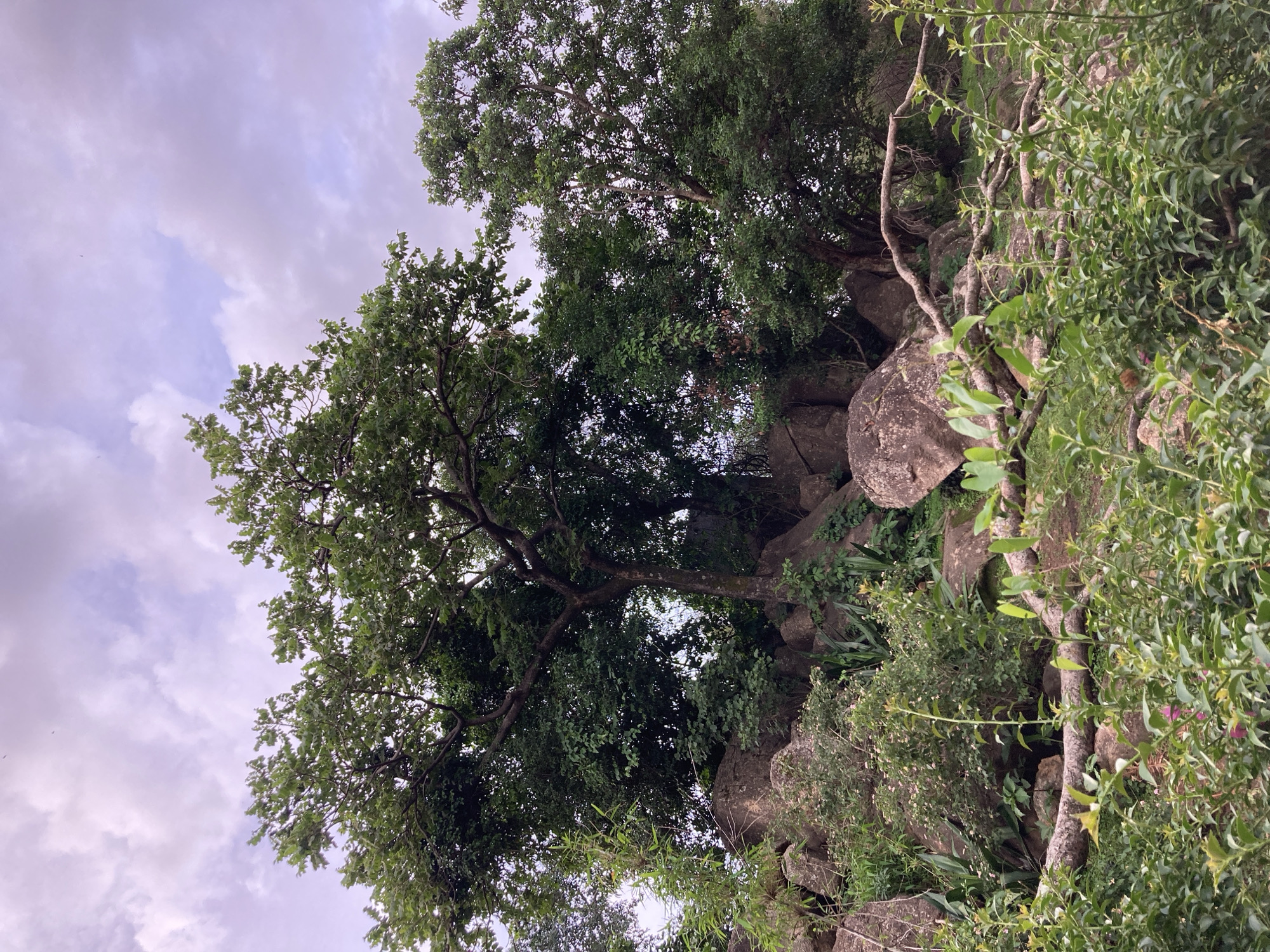 The image shows a rocky, vegetated hillside in the city of Jos, Nigeria. Several large trees with dense green foliage dominate the upper portion of the scene, with a thick canopy. Beneath the trees, a cluster of large, weathered rocks is interspersed with smaller shrubs and plants. Fallen branches lie across the foreground, partially obscured by lush green bushes with small leaves. The sky above is overcast with soft, diffused light. The overall impression is one of a natural, somewhat wild landscape within an urban or semi-urban setting.