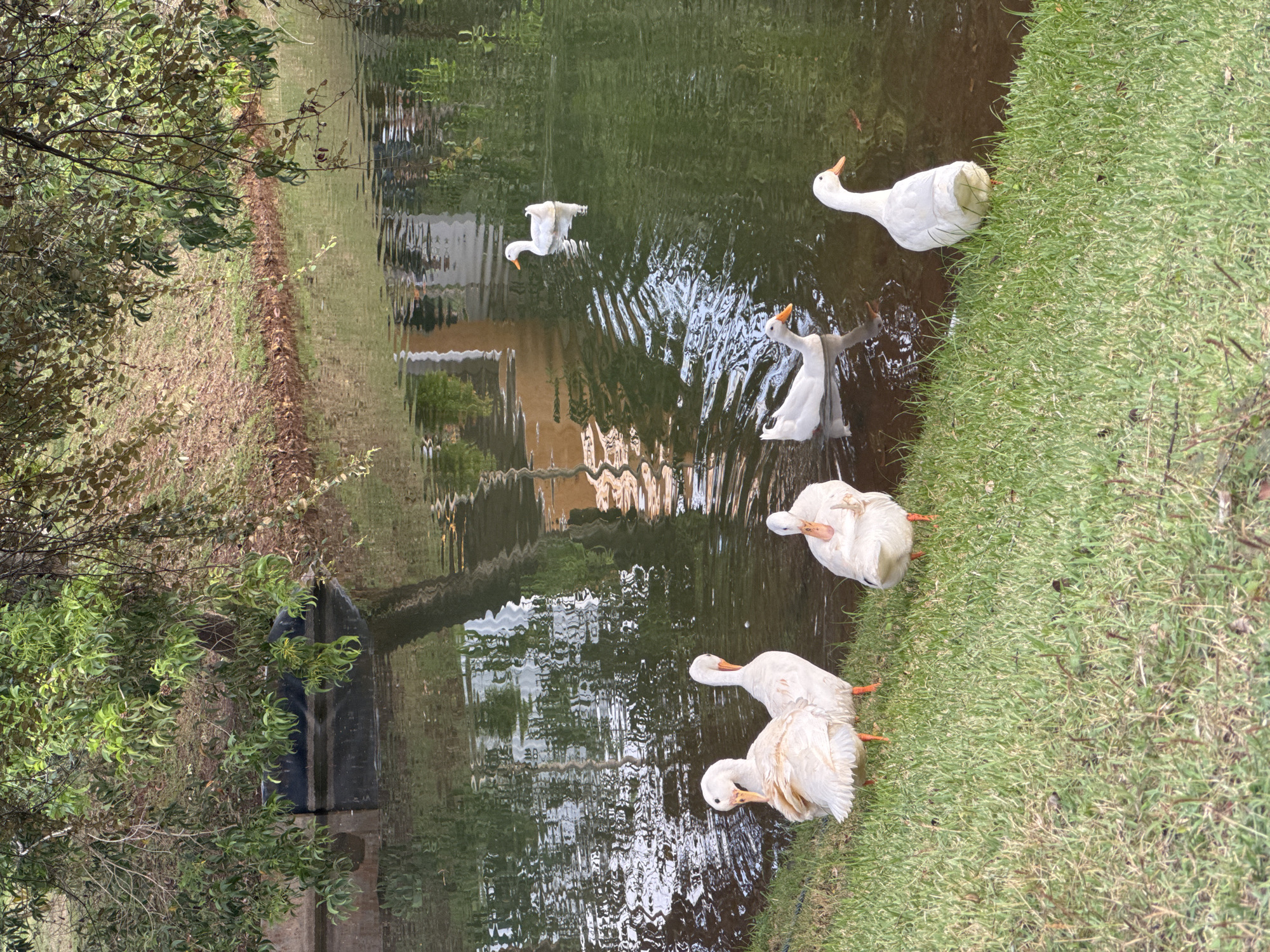 The scene is a narrow canal or waterway adjacent to a grassy bank in Kuta Selatan, Indonesia. Five white ducks are present: one standing on the bank, two more partially in the water and on the bank, and two swimming. The water reflects the surrounding vegetation and a building in the background. Grass covers the bank on one side of the canal. Trees and other vegetation are visible on the far side.