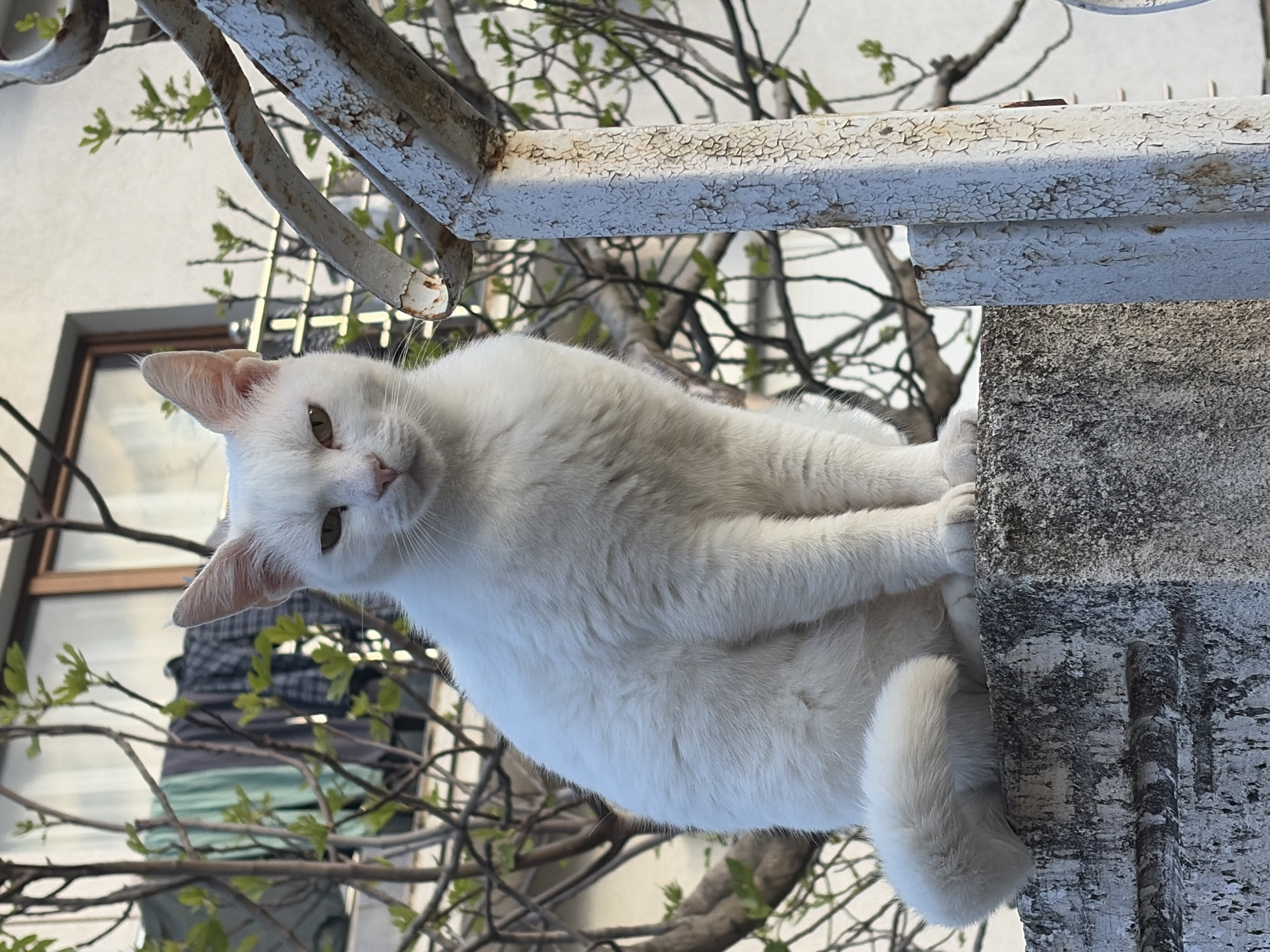 A white cat clings to a weathered concrete structure with white metal railing in Budva, Montenegro. The cat is positioned diagonally across the frame, gripping the structure with its paws and tail hanging down. The concrete is grey and shows signs of age with textured patterns. The white metal railing above exhibits peeling paint. In the background, there are tree branches with new green leaves, a window, and glimpses of a light-colored building.