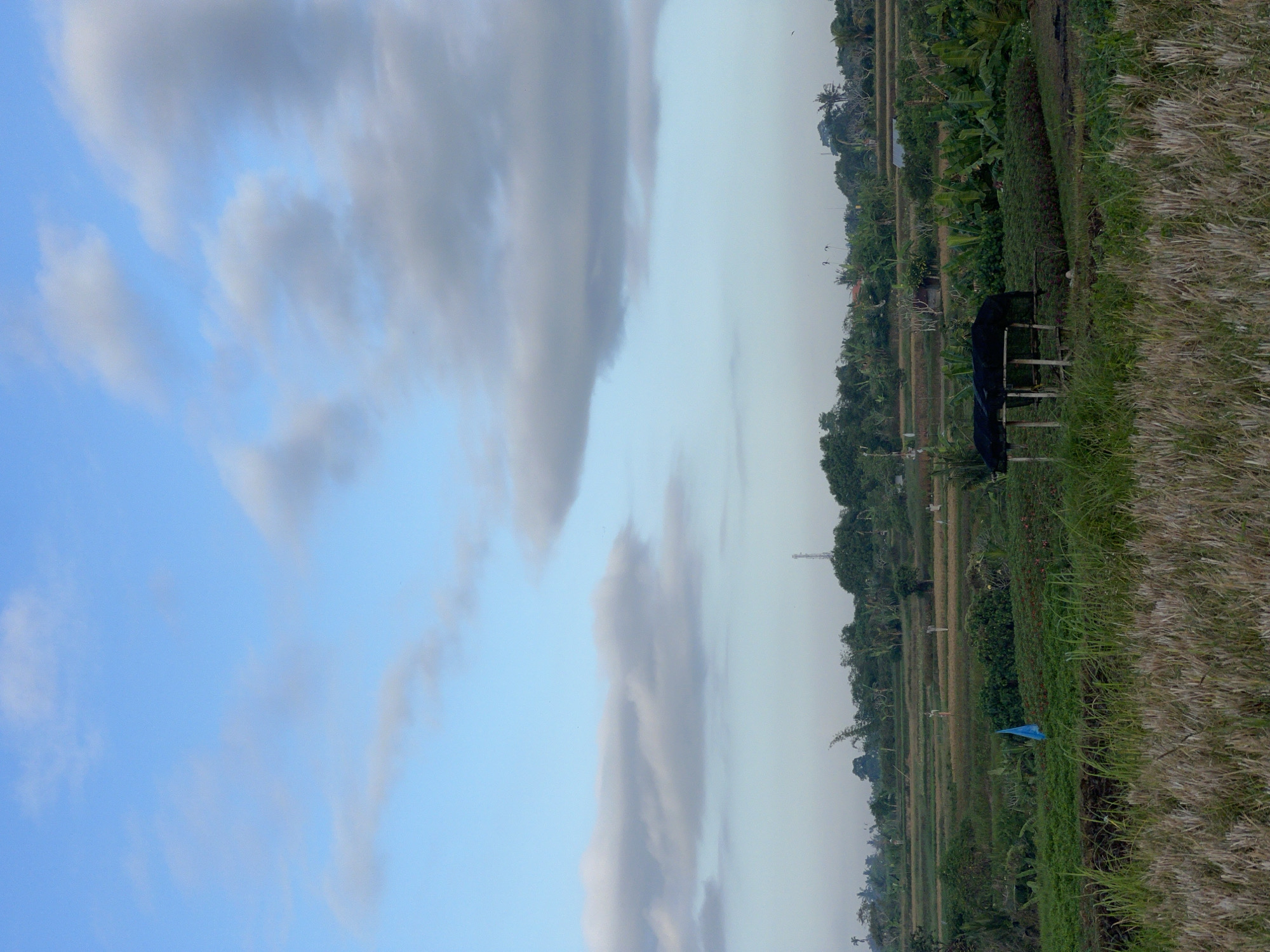 A vertical, medium shot captures a vibrant green agricultural landscape in Abiansemal, Indonesia, under a bright blue sky dotted with scattered white clouds. In the foreground, dry, golden-brown grass forms a textured layer, transitioning into lush green fields. A prominent blue flag stands out in the mid-ground, amidst rows of dark green plants. Further back, a small, open-sided shelter with a dark canopy sits nestled amongst more greenery. The background reveals tiered rice paddies, interspersed with trees and vegetation, and a distant cell tower. The overall scene conveys a sense of rural tranquility and agricultural activity.