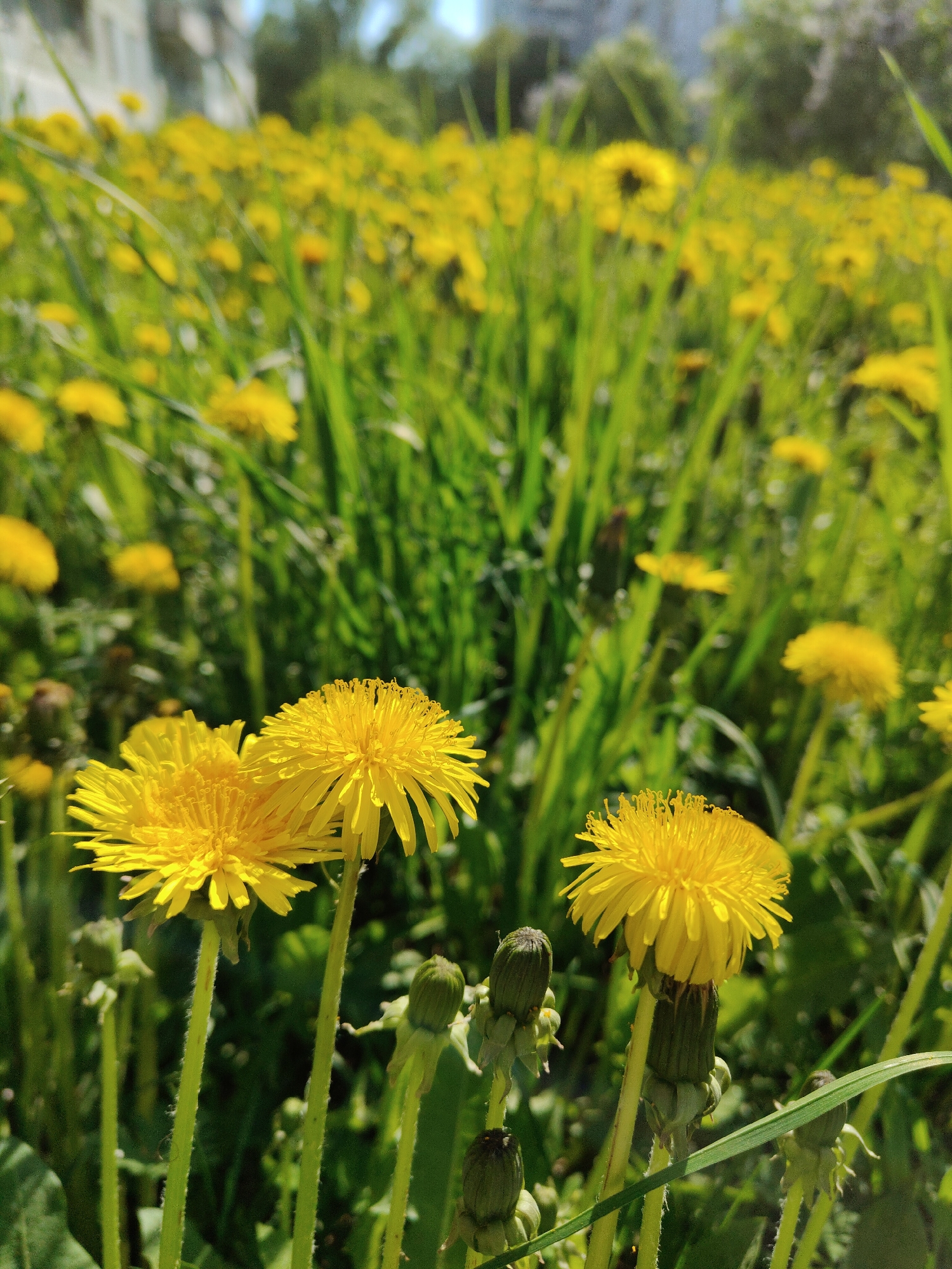 The image depicts a field of dandelions in a grassy area, potentially within the city of Unknown. The foreground showcases three dandelion flowers in full bloom, with closed dandelion buds visible nearby. The background contains numerous dandelions dispersed amongst green grass. The sky is visible in the upper portion of the picture.