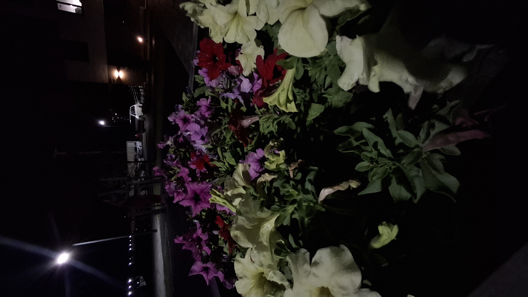An outdoor night scene captured in Elitnyi, Russia, features a planter filled with vibrant petunias in various shades of purple, pink, red, and cream. The flowers are illuminated by artificial light, creating a dramatic contrast against the dark background. In the distance, streetlights and vehicle headlights are visible, suggesting a road or parking area. A building with illuminated windows can be seen to the right. The overall impression is one of urban nighttime illumination highlighting the beauty of the flowers.