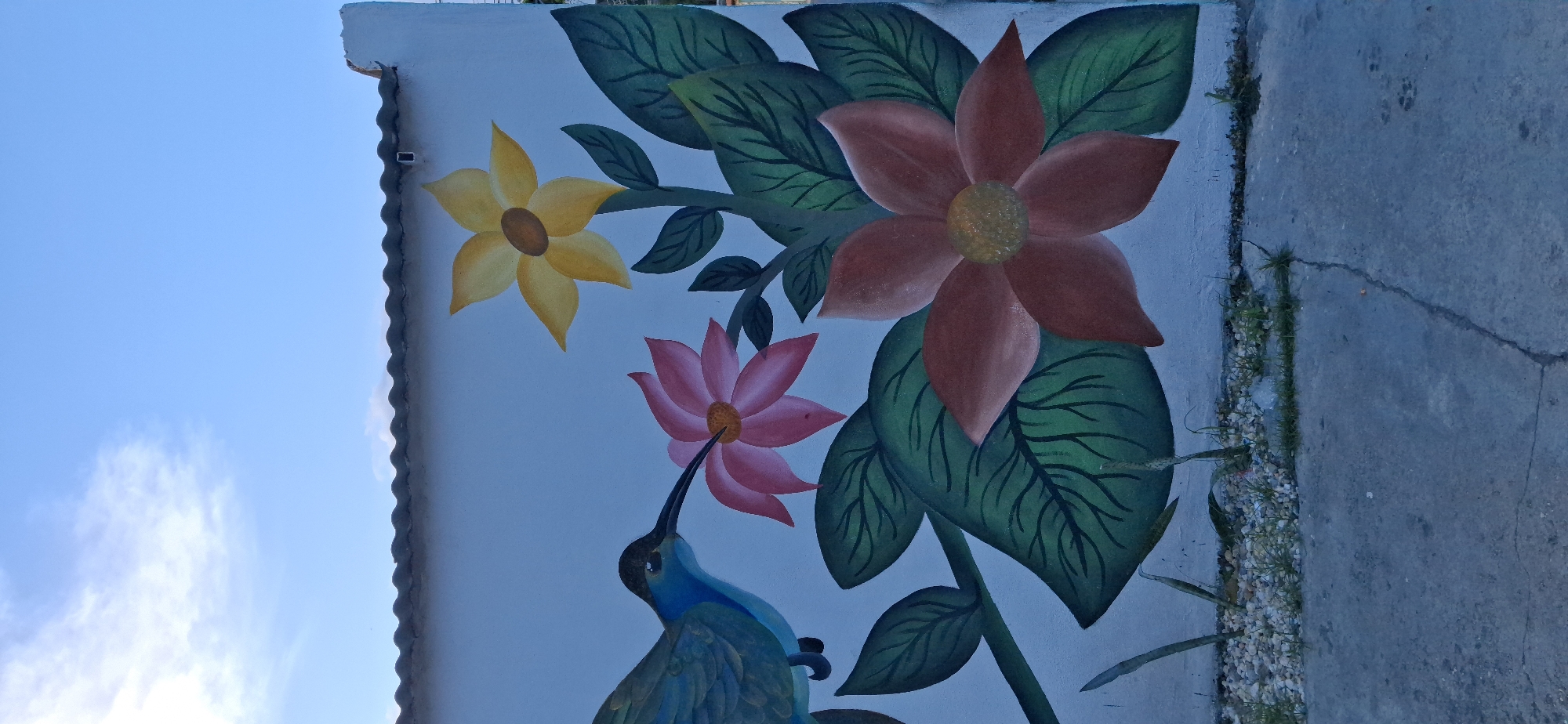 This image displays a colorful mural painted on an outdoor wall, captured during daylight hours in what appears to be Tinaquillo, Venezuela. The photograph is oriented vertically, showing the mural extending across the wall, with a clear blue sky to the left and a concrete ground to the right.
The mural itself is a vibrant depiction of flora and fauna. It features three prominent, stylized flowers: a large reddish-brown flower with a textured yellow center, a bright yellow five-petaled flower with a brown center, and a pink, multi-petaled flower also with a yellow center. These flowers are set against a backdrop of deep green leaves and stems, suggesting a lush plant. A blue and green hummingbird, with a distinctive long, black beak, is painted at the lower center, positioned as if drinking nectar from the pink flower.
The wall on which the mural is painted is a light, almost sky-blue color. Along the left edge of the image (which would be the top edge of the wall if oriented normally), a white, wavy architectural element, possibly a roofline or cornice, is visible against the bright blue sky. The sky itself is clear with a few wispy white clouds. On the right side of the image (the ground if oriented normally), there's a section of concrete or asphalt ground. It shows several cracks and sparse patches of small green plants and pebbles growing through the crevices, suggesting an urban or semi-urban outdoor setting. No discernible text is visible anywhere in the image.