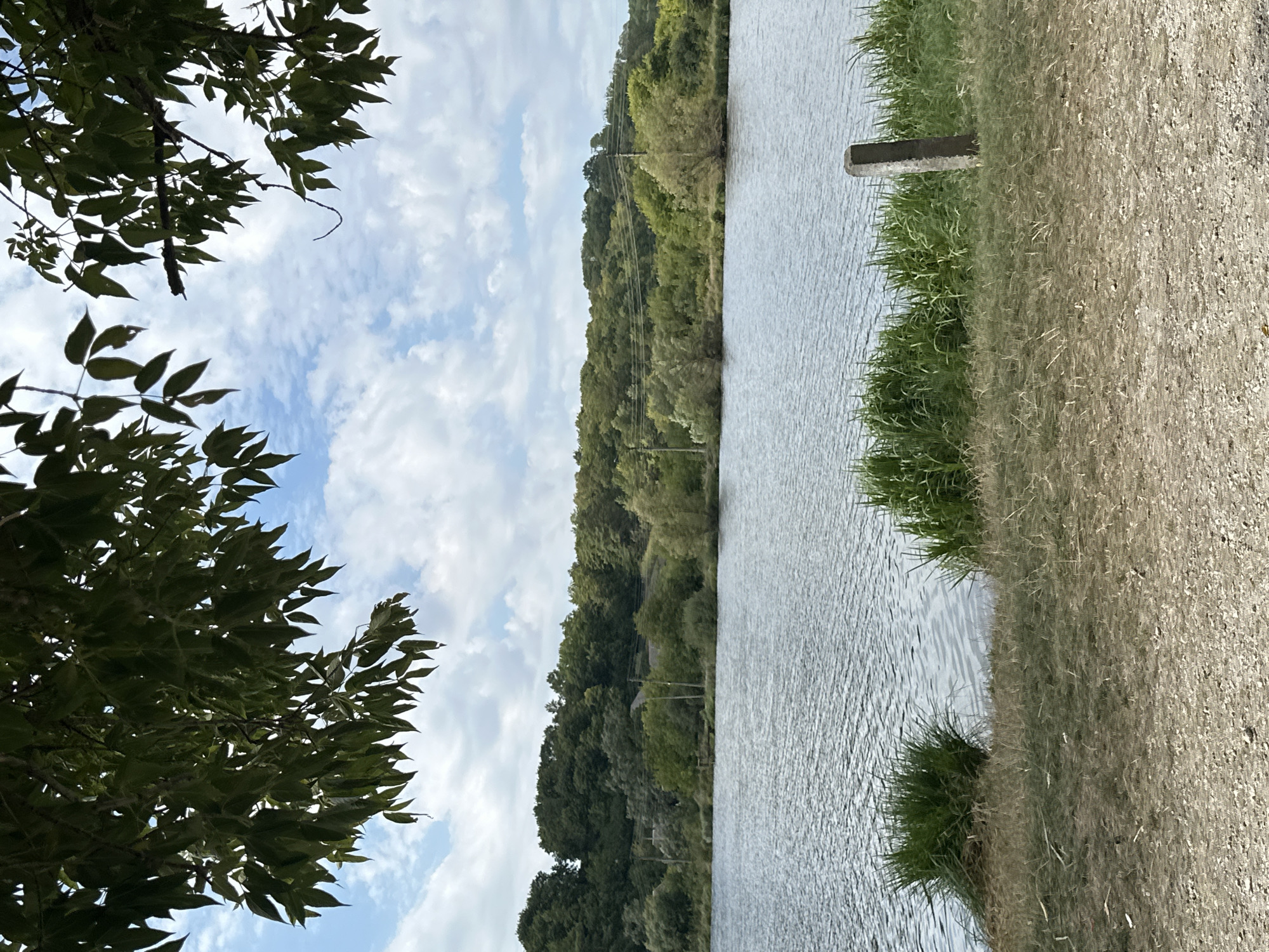 An overhanging canopy of dark green leaves frames the top of the image, silhouetted against a cloudy sky. Below this, a tranquil body of water with gentle ripples stretches horizontally across the midground. The far bank of the water is lined with a dense, verdant forest that climbs a gentle slope. In the foreground, a strip of dry grass and gravel leads down to the water's edge, where tufts of bright green grass grow. A single, rough-hewn concrete post stands vertically on the grassy bank, to the right of the image. The scene is a serene natural landscape with no people visible. The image depicts a view of the river in the vicinity of Makiv, Ukraine.