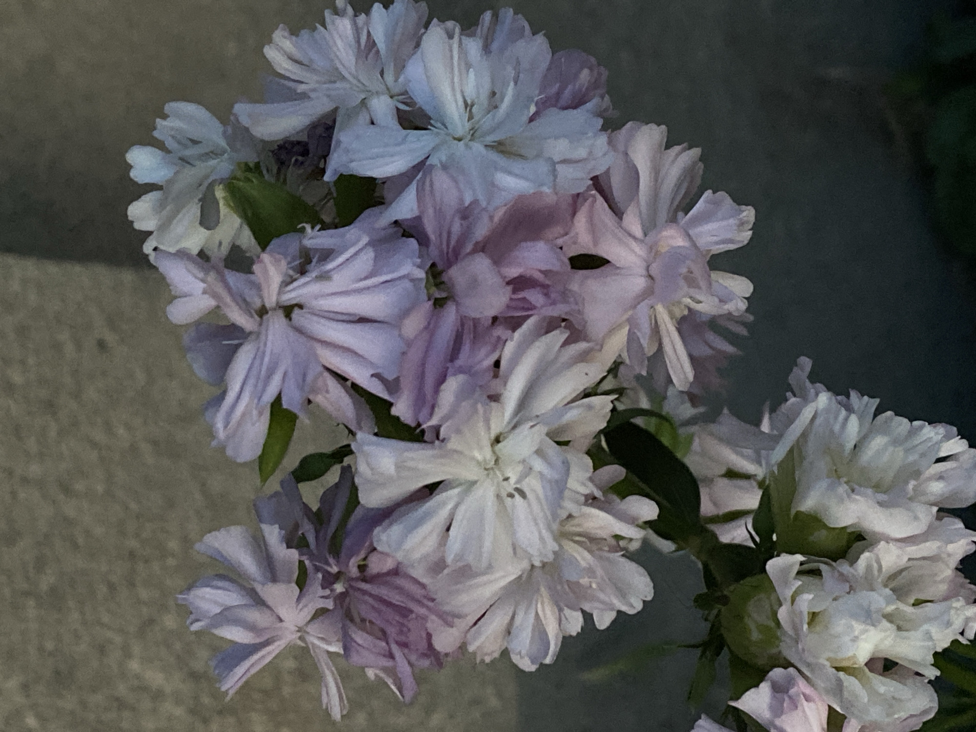 This is a close-up, top-down photograph of a bouquet of light pink and white flowers, likely phlox, with some green foliage. The flowers are delicate with multiple ruffled petals. They are clustered together, some appearing more fully bloomed than others. The background is a mix of a textured grey surface, possibly concrete or pavement, and a dark, out-of-focus area that could be shadow or foliage. The lighting suggests it might be evening or early morning, with soft shadows and a subdued color palette. There are no people or visible text in the image. The setting appears to be outdoors, given the natural elements and the hint of a hard surface.