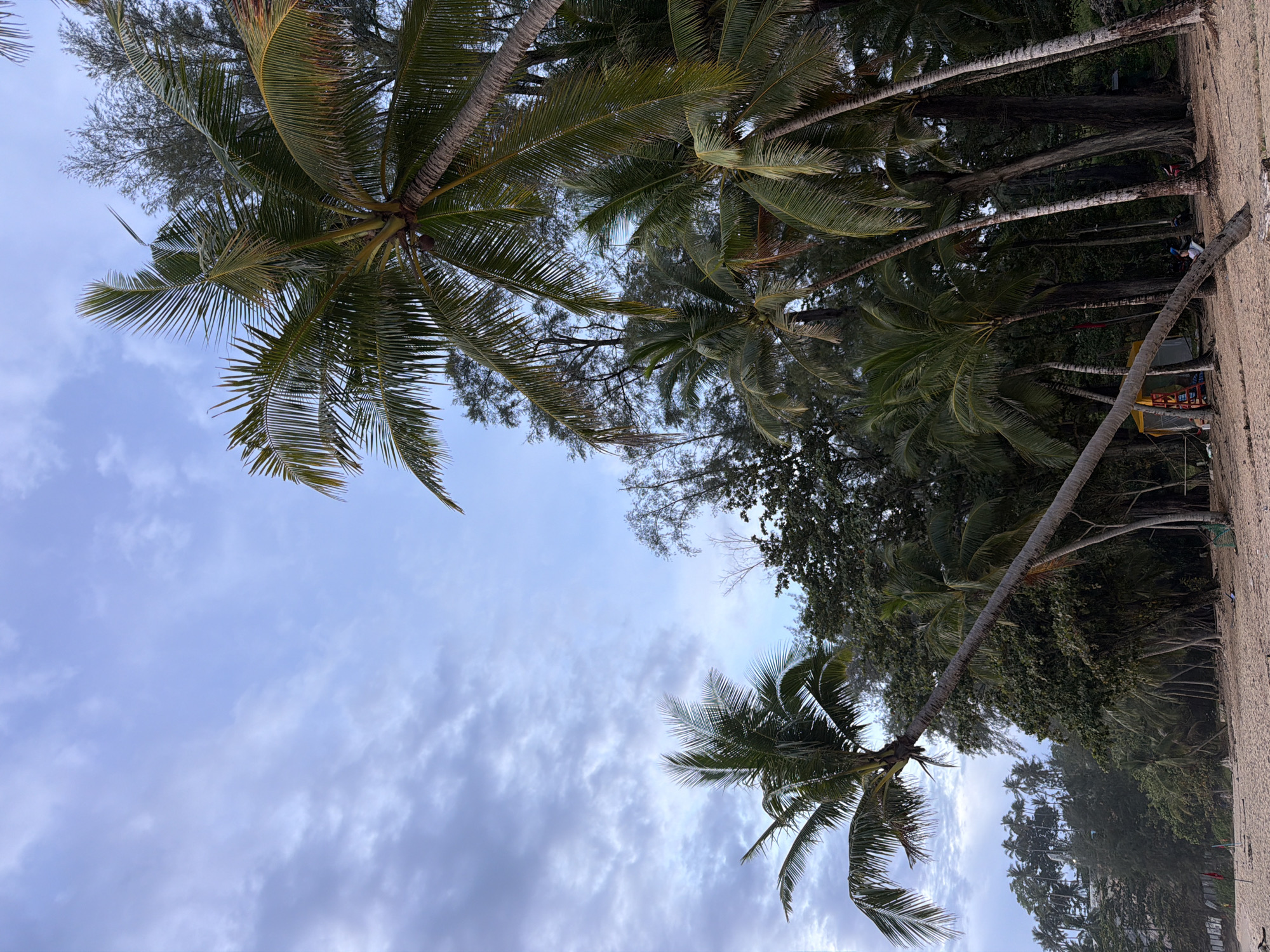 A sandy beach in Choeng Thale, Thailand, is lined with lush palm trees under a cloudy sky. The foreground is dominated by the sand, with a few scattered pieces of driftwood. Several palm trees lean precariously over the beach, their fronds casting shadows. In the background, a dense forest of various trees creates a natural barrier, with buildings faintly visible in the distance. A yellow tent with a red ladder is set up near some of the trees. Two individuals are visible in the distance, one sitting near the tent and another by the trees. A red flag on a pole stands planted in the sand on the left side of the image.
