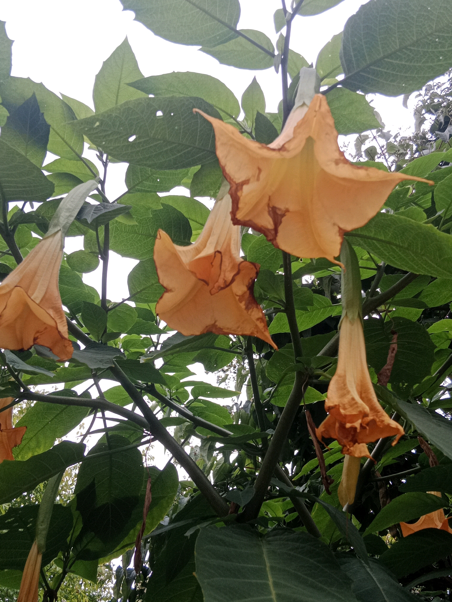 The image shows a close-up view of several trumpet-shaped, orange flowers hanging from branches amidst lush green foliage. The flowers exhibit some browning and wilting at the edges. The background is dominated by the bright sky and more leaves, creating a natural, outdoor setting. The scene is framed from a low-angle perspective, looking up towards the flowers and the sky. There is no indication of the city of Bydgoszcz, Poland, or any specific location.