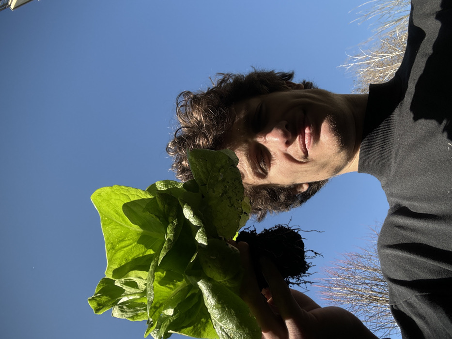 The scene depicts an outdoor setting in Vincennes, France, under a clear, bright blue sky. A male subject is captured from a low-angle perspective, positioned against the sky and a distant background. He appears to be in his twenties or thirties, with short, curly brown hair and light facial stubble. The subject is wearing a dark, high-necked garment. He holds a head of green leafy lettuce, complete with a visible root ball and adhering soil, elevated in his right hand. The lettuce leaves are vibrant green, with some areas appearing shadowed. In the blurred background, several deciduous trees with bare branches are visible. Strong natural light, originating from the subject's right, creates distinct shadows on his face and clothing.