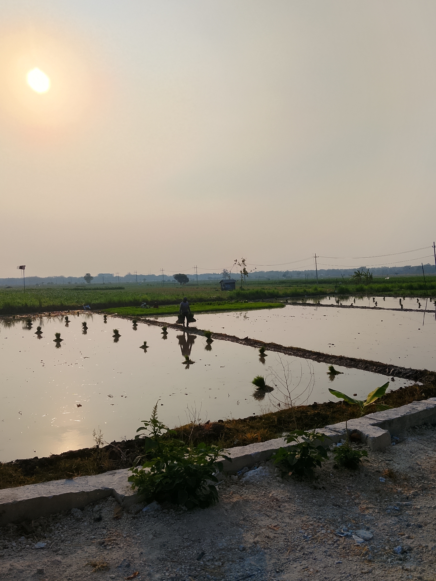 In Ngadrin, Indonesia, a farmer is seen transplanting rice seedlings in a flooded paddy field under a hazy sky. The sun, a bright orb, casts a warm glow over the landscape. Rows of young rice plants are arranged in small clumps, awaiting their placement in the mud. The water reflects the sky and the surrounding greenery, creating a serene and tranquil atmosphere. In the background, more fields and trees stretch towards the horizon, punctuated by utility poles and wires. A small, dilapidated structure stands near the fields. The foreground shows a gravelly path and concrete borders, with a few plants growing along the edge.