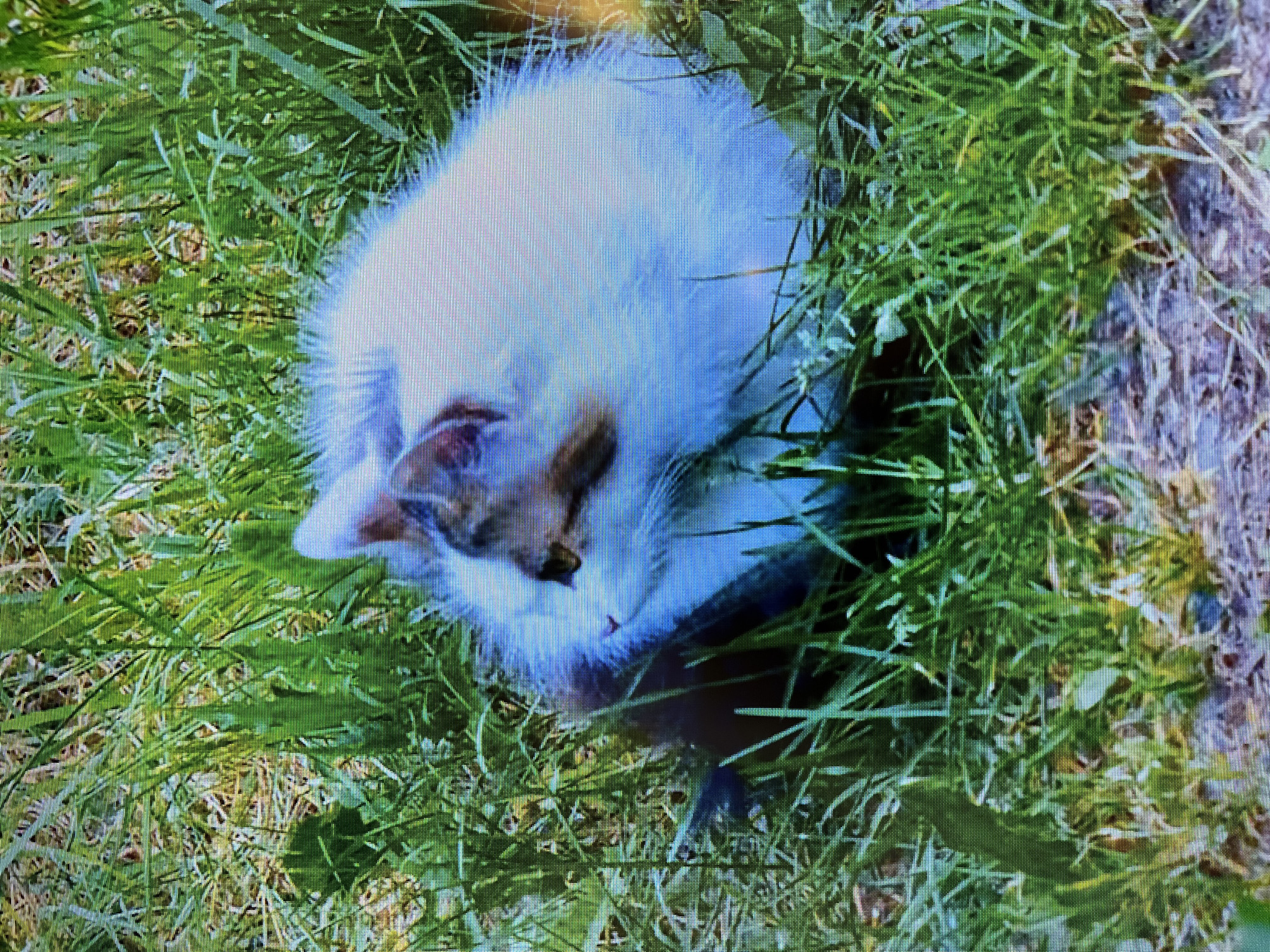 The image captures a fluffy, white and brown cat nestled in vibrant green grass. The cat is curled up, with its head turned to the side, revealing a golden eye and a portion of its face marked with brown fur. The surrounding environment is dominated by dense blades of grass, some of which are taller and appear to be part of a meadow or garden. The lighting suggests it is daytime. The location is identified as Kohtla-Järve linn, Estonia, indicating an outdoor setting within this city.