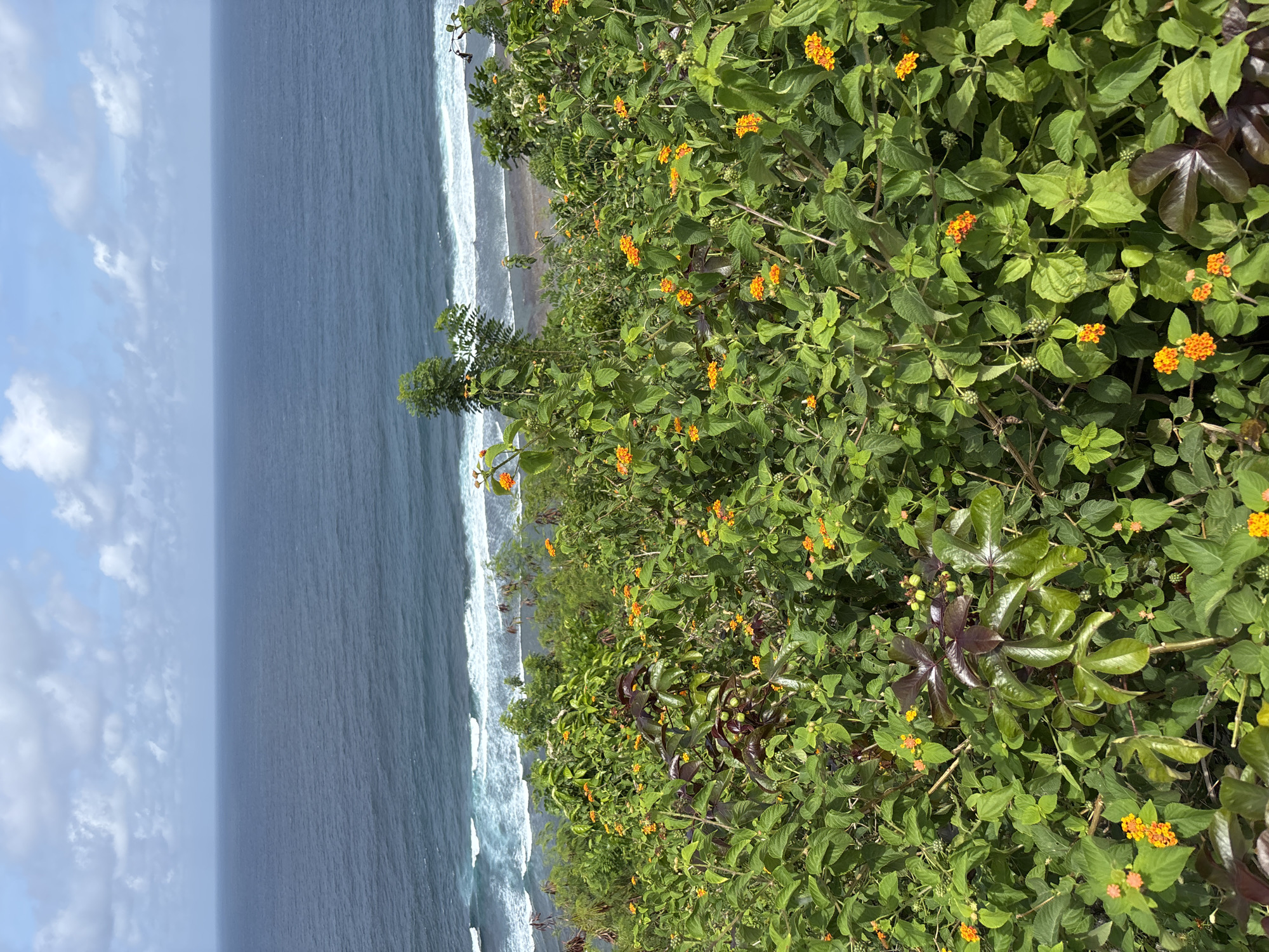 The photograph shows a view from an elevated position overlooking the ocean, likely from a cliffside in Kuta Selatan, Indonesia. The image is vertically oriented. The left portion of the frame depicts the ocean, which is a deep blue color with visible waves crashing near the shore. The sky is partially visible above the ocean, showing a mix of light blue and white clouds. The right side of the photograph is dominated by lush greenery, featuring various plants and flowers with bright orange blossoms. Some of the plants have darker, reddish-brown foliage, providing a contrast to the predominantly green vegetation. The foreground shows the edge of the cliff or land mass where the photographer is positioned, characterized by thick vegetation. There are no people visible in the image.