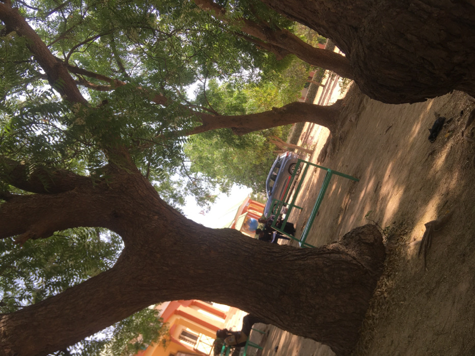 The scene, located in Pindiga, Nigeria, depicts an outdoor area under bright daylight. In the immediate foreground, large tree trunks with textured, brown bark and dense green foliage overhead dominate the frame, casting dappled shadows onto the dry, light-brown dirt ground. Multiple green metal benches are visible; one on the far left has a person partially seated, obscured by a tree, while another empty bench is angled in the midground. Further back, near a building with an orange-yellow facade and white-framed windows, another individual is seated at a table. A grey or silver SUV with a red horizontal stripe on its side is parked on the dirt path. Additional trees with green leaves line the background, extending towards a clear sky. The overall environment suggests a communal or shaded outdoor space.