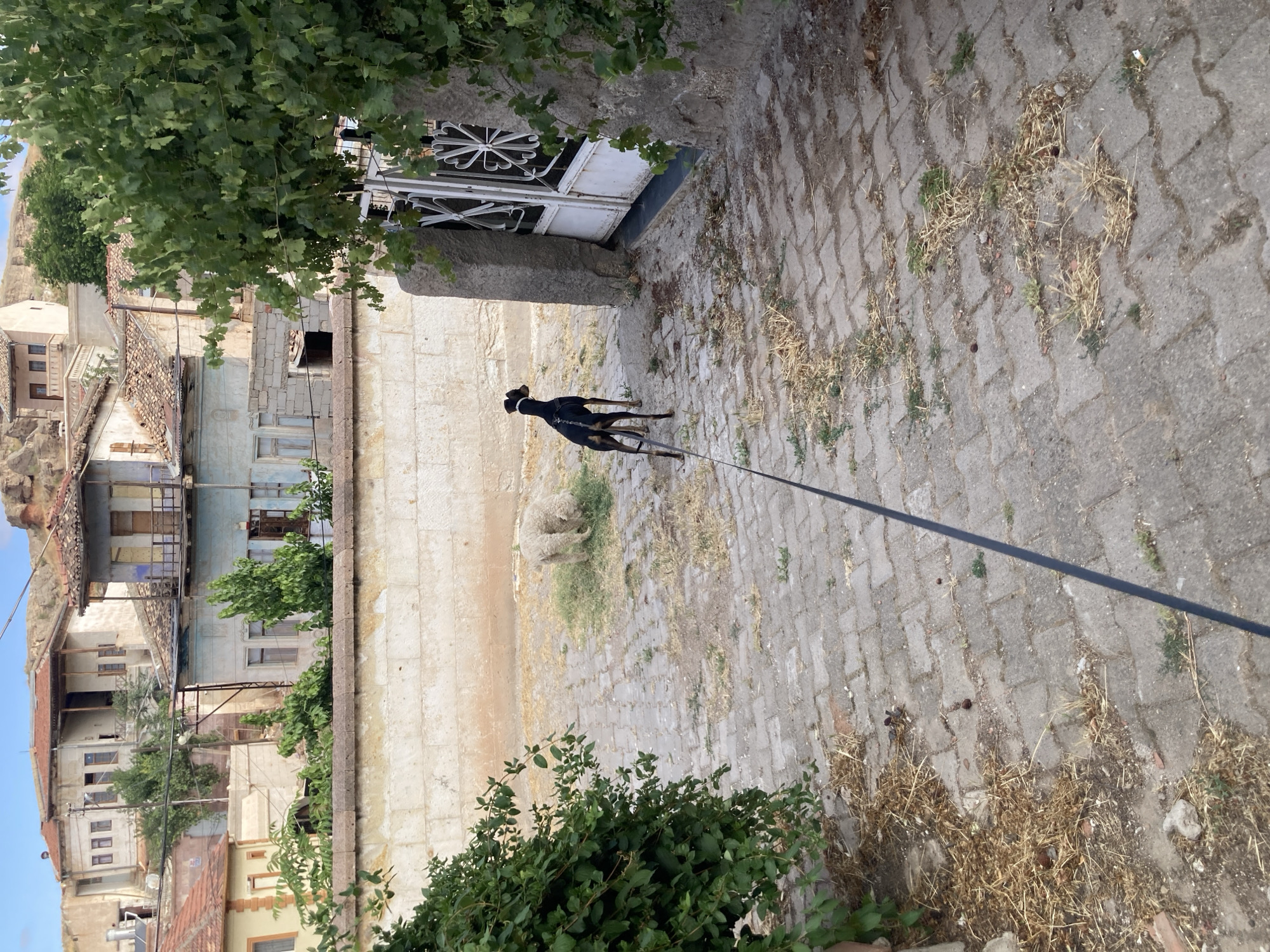 A doberman pinscher on a leash stands on a cobblestone path in Avanos İlçe Merkezi, Turkey. The dog is facing away from the camera, looking towards a white metal gate and a stone wall. In the background, a flock of sheep grazes on a patch of dry grass. Traditional Turkish houses with terracotta roofs are visible on a hillside behind the sheep. Lush green trees and foliage are present on the left and right sides of the image, framing the scene. The ground is a mixture of cobblestones, dry grass, and dirt. The sky is clear and blue.