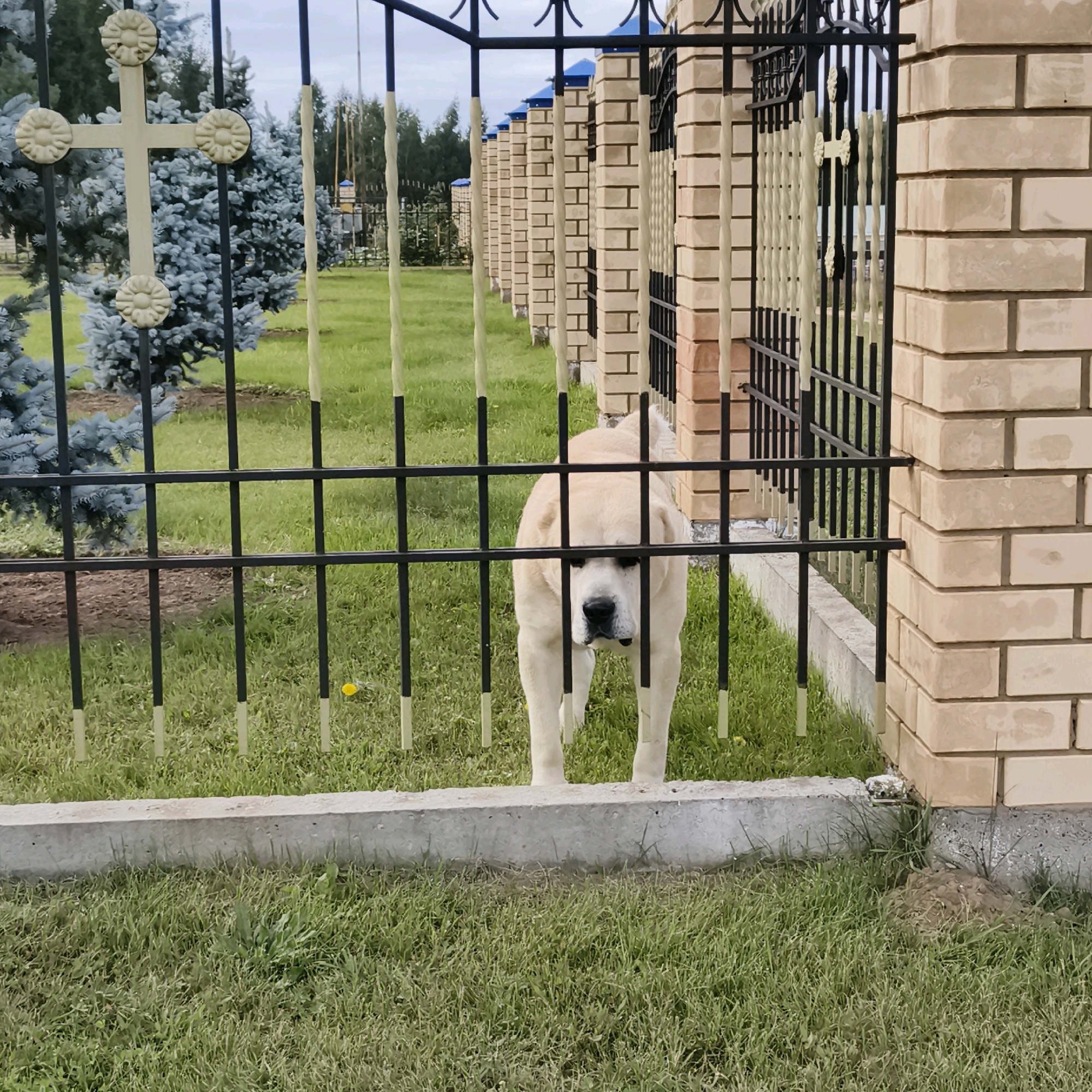 The image shows a large, light-colored dog, possibly an Alabai or Central Asian Shepherd, standing behind a black metal fence. The dog is looking directly at the camera with a neutral expression. The fence is in the foreground, obscuring the lower half of the dog's body. Behind the fence, there is a well-maintained lawn with some scattered yellow flowers. In the background, there are several blue-toned coniferous trees and a brick wall with a black metal gate. The brick wall appears to be part of a property boundary. The sky is overcast, suggesting a cloudy day.
The location is specified as Chaikovsky, Russia. This detail, along with the presence of specific architectural elements like the brick wall and metal fence, and the type of vegetation, would contribute to identifying the precise area if further contextual information were available. However, without more specific landmarks or identifying features within the image itself, pinpointing the exact location within Chaikovsky is not possible solely from the visual data. The scene appears to be a residential or semi-public area, possibly a yard or the entrance to a property.