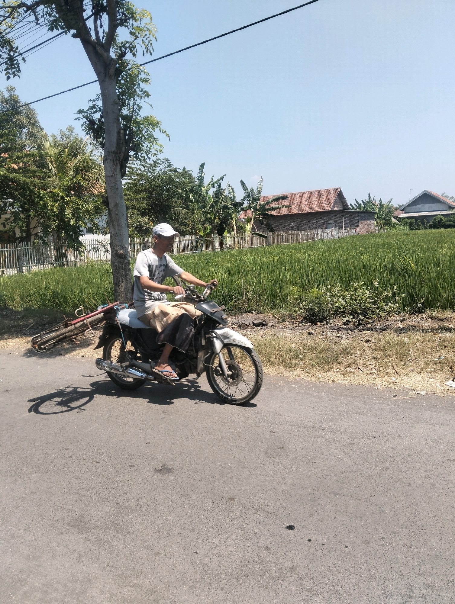 A man is riding a motorcycle on a paved road. He is wearing a light gray t-shirt, a beige sarong, dark pants, flip-flops, and a white baseball cap. He is looking to his right. The motorcycle is white and gray. Strapped to the back of the motorcycle is a disassembled bicycle with red handlebars and a silver frame. The motorcycle has a shadow on the road. To the right of the road is a field of green rice paddies, with a wooden fence in front of it. Behind the rice paddies are several houses with red tile roofs and banana trees. A large tree with a gray trunk and green leaves is to the left of the motorcycle, and power lines run across the top of the frame. The sky is clear and blue. This scene is located in Curah Tulis, Indonesia.