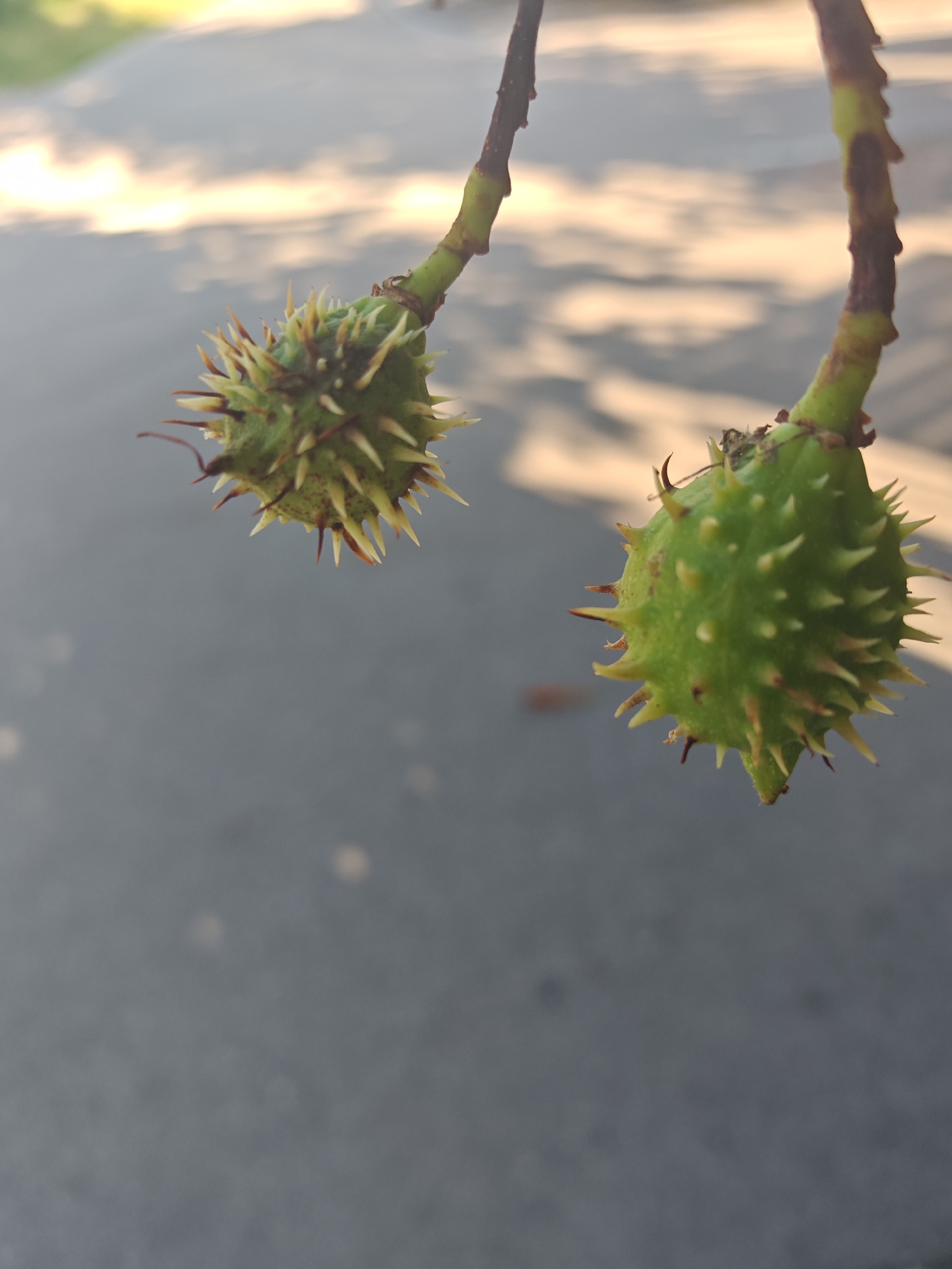 Two spiky green seed pods hang from thin brown and green branches against a blurred background of grey pavement and dappled sunlight. The pod on the left is slightly smaller and rounder, with sharp, yellowish-brown spines. The pod on the right is larger and more elongated, with similar spiky protrusions. Both pods appear to be unripe horse chestnuts or buckeyes. The lighting suggests it is daytime, possibly late afternoon due to the warm glow of the sunlight. The background suggests an outdoor urban or park setting.