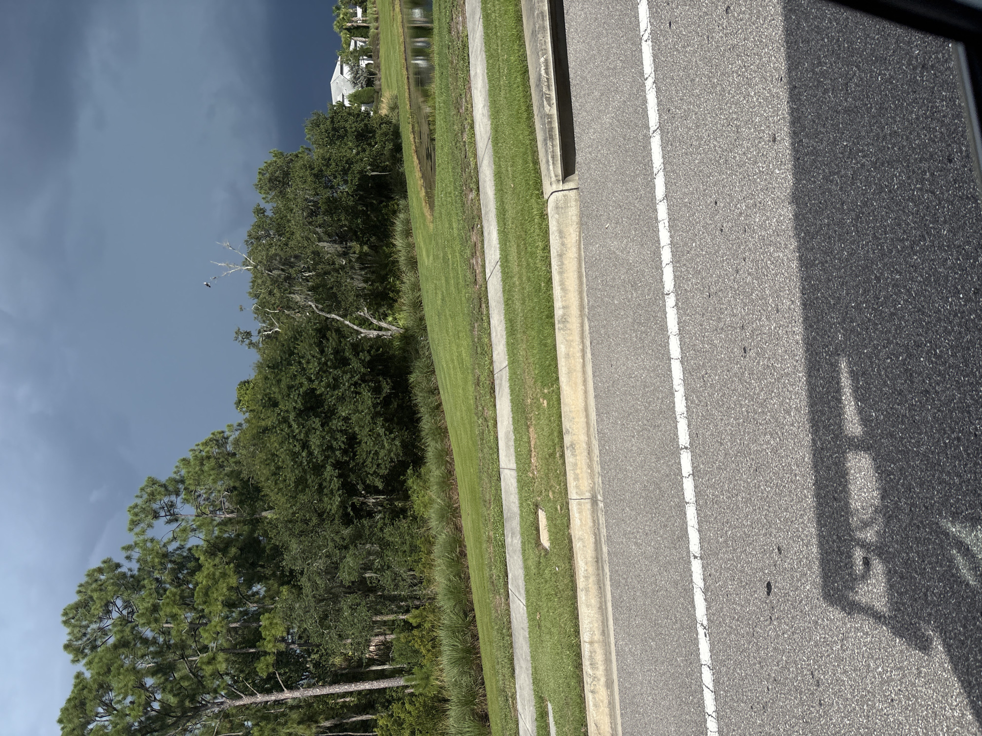 The image shows a view of a suburban street in Sarasota, Florida. A paved road with a white dashed line runs across the foreground. A concrete sidewalk runs parallel to the road, separated by a strip of grass. Beyond the sidewalk, a manicured lawn slopes upwards, bordered by ornamental grass. A stand of pine trees and other lush green foliage forms a backdrop. In the middle ground, a body of water, possibly a retention pond, is visible to the right, reflecting the sky. Several houses with white roofs are situated in the distance. The sky is dominated by dark, ominous storm clouds, with a small bird in flight near a dead tree in the upper left quadrant of the frame. The shadow of a vehicle, likely a car, is cast on the road in the lower left corner.
