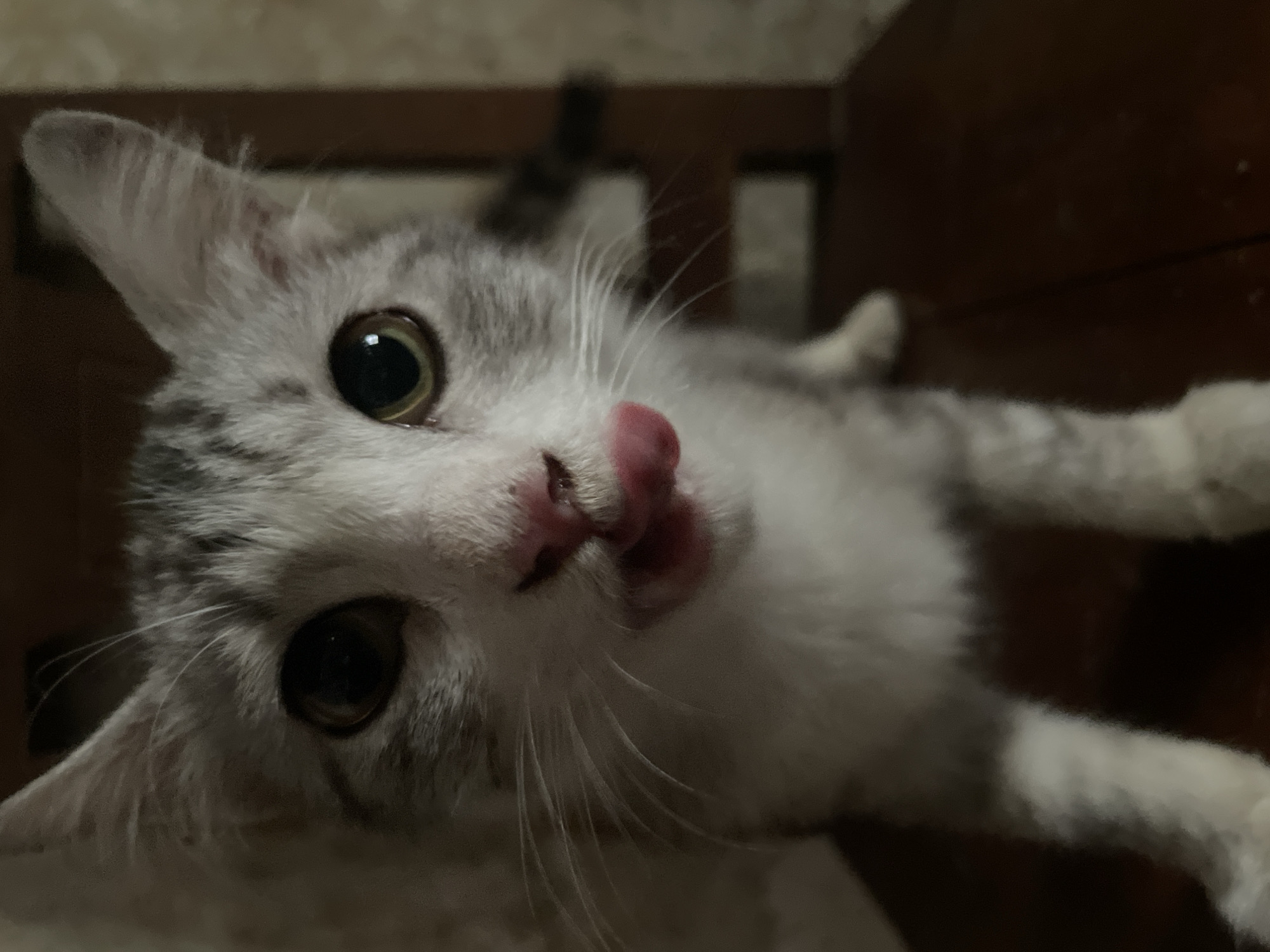 A close-up, medium shot captures a young, grey and white tabby cat with large, dark eyes. The cat's pink nose is prominent, and its tongue is extended, licking its lips. The cat is positioned in the foreground, its face filling most of the frame, and it appears to be on a wooden surface, possibly a chair, with a dark, wooden background suggesting an indoor setting. There are no discernible city or location details visible in the image.