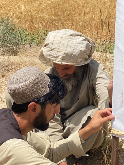 In Mir Ahmad Kalay, Afghanistan, two men examine a white poster board positioned outdoors in a dry, grassy area. The older man, wearing a large, light-colored plaid turban and a long-sleeved tunic, has a full grey beard and peers intently at the poster. The younger man, sporting a dark beard and a patterned cap, points at something on the poster with his right hand. He is dressed in a black vest over a long-sleeved shirt. Dry grass and wheat fields are visible in the background.