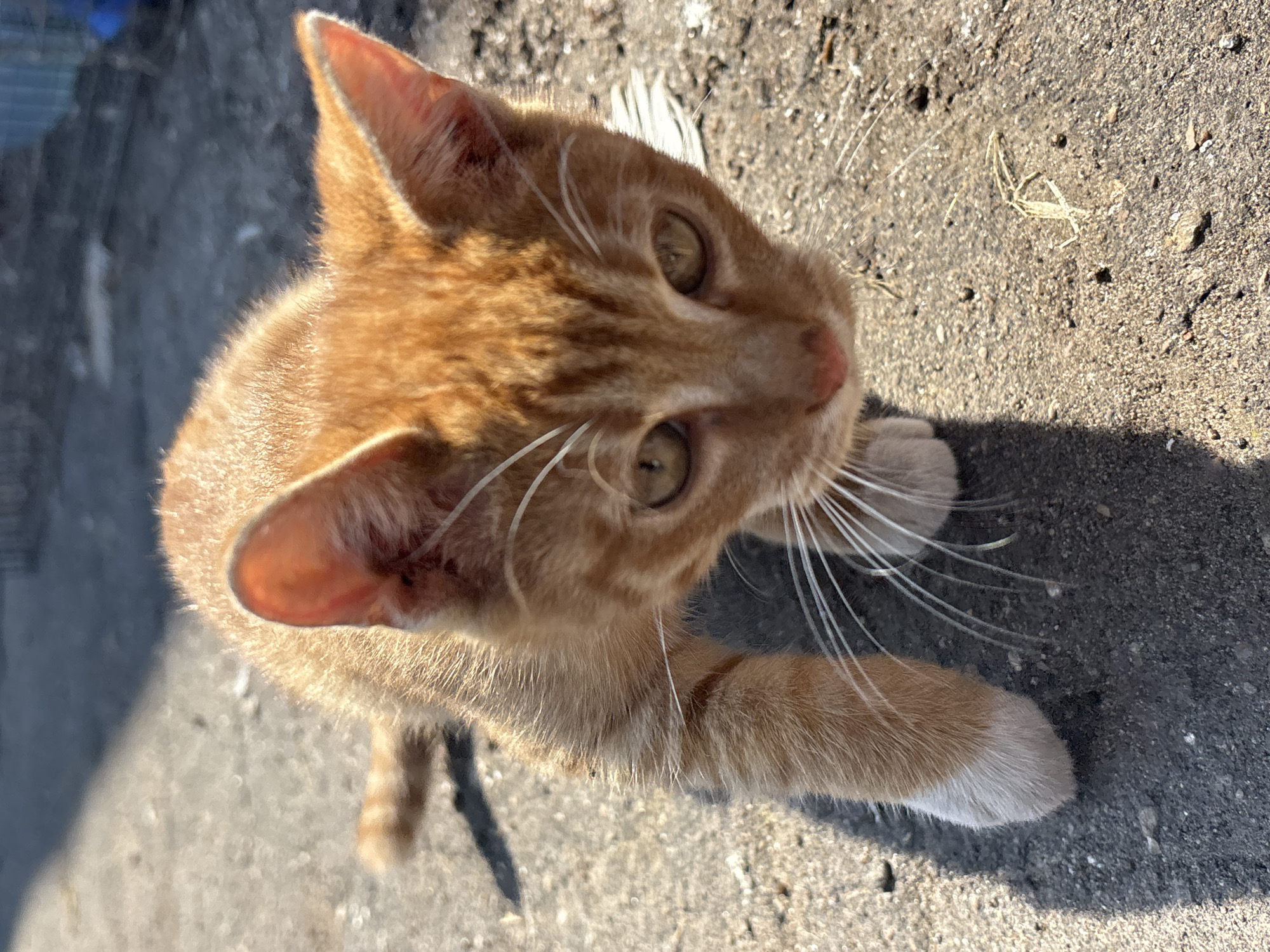 An orange tabby kitten with white paws is positioned in the center of the frame, looking directly at the camera. The kitten is outdoors on a paved surface, likely asphalt, with scattered small stones and dried vegetation. Sunlight casts a shadow of the kitten to its left, indicating a strong light source from the right. The background is blurred, showing more of the paved ground and a dark, out-of-focus area that could be a fence or wall. There is no discernible information about the location within the city of Zvenigorod, Russia, in the provided image.
