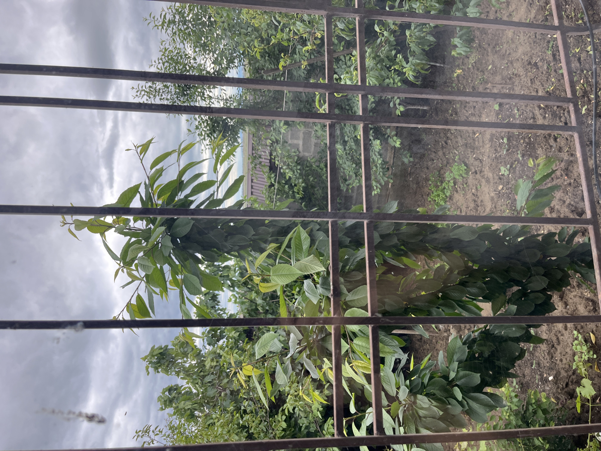 View through a metal window frame overlooking a garden. The garden contains multiple leafy trees and shrubs. The ground appears to be dirt. Overcast sky is visible in the background. A building with a corrugated metal roof is partially visible. It is not possible to confirm the location is Kaspiysk, Russia. No people are visible in the image.
