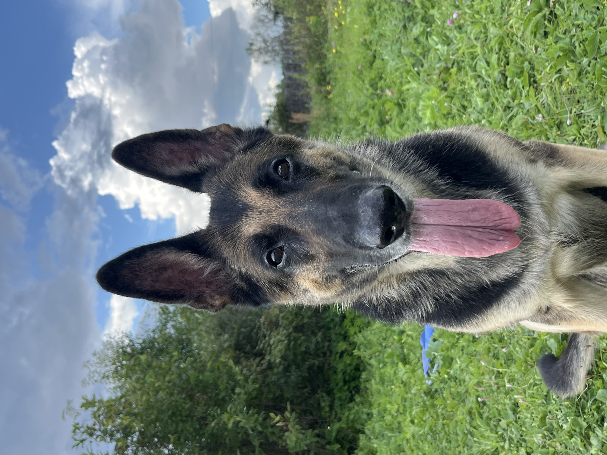 A German Shepherd dog with its tongue hanging out sits in a grassy outdoor area. The dog's fur is a mix of black, tan, and grey. Behind the dog, there is a green bush on the left and a wooden fence on the right. The sky above is cloudy and blue. This scene is likely a park or a backyard in Nizhny Tagil, Russia.