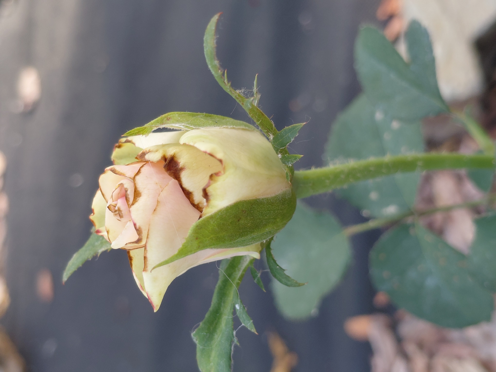 This is a close-up, slightly out-of-focus photograph of a pale pink and cream rosebud with some browning on the edges of its petals. The rosebud is partially open, revealing layers of petals. It is attached to a green stem with several small green leaves and thorns. Fine white threads, possibly spider silk, are visible on the stem and leaves. The background is dark and blurred, with some lighter, out-of-focus shapes that could be foliage or other garden elements. The lighting suggests it is daytime, possibly outdoors. There is no visible text in the image. The location is Novosibirsk, Russia.