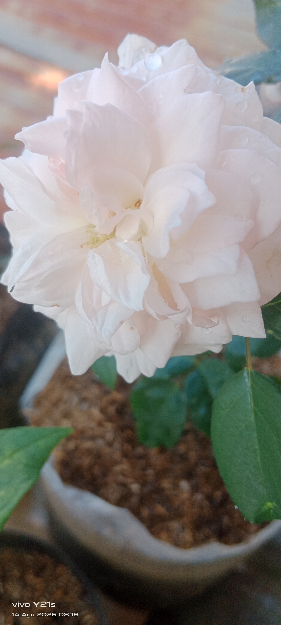 A close-up, eye-level shot focuses on a delicate, pale pink rose with water droplets on its petals. The rose is in full bloom, with its petals unfurling in layers. The background is softly blurred, showing hints of brown soil and green leaves in what appears to be a garden setting. The image is overlaid with a timestamp "14 Agu 2026 08.18" and the text "vivo Y21s". This scene is located in Kober, Indonesia.