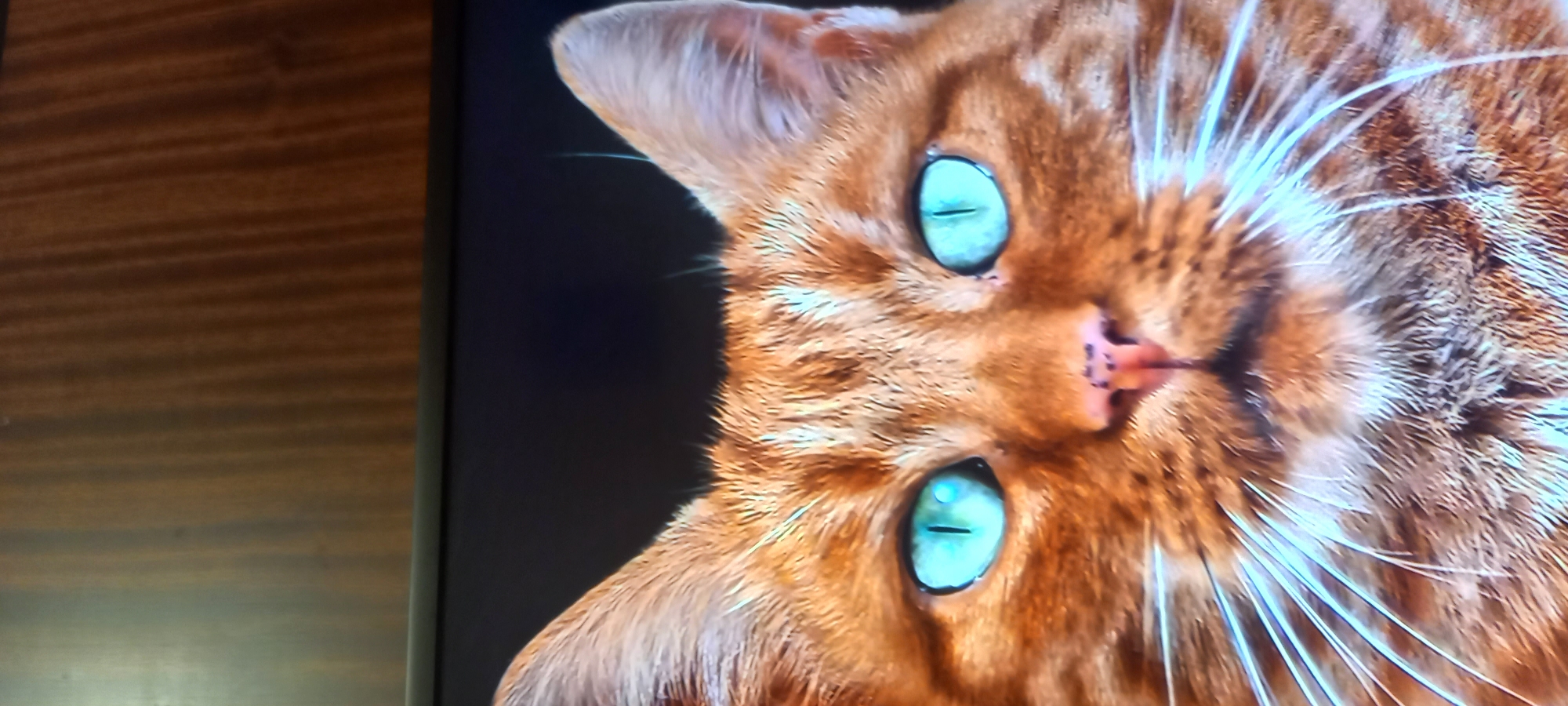 The image is a close-up portrait of an orange tabby cat with striking blue eyes. The cat's face fills most of the frame, with its ears and whiskers prominently visible. The background is dark, with a blurred wooden surface visible at the very top of the image. There is no indication of the city of Kryvyi Rih, Ukraine, or any other specific location. The image appears to be a photograph of a cat, likely taken indoors.