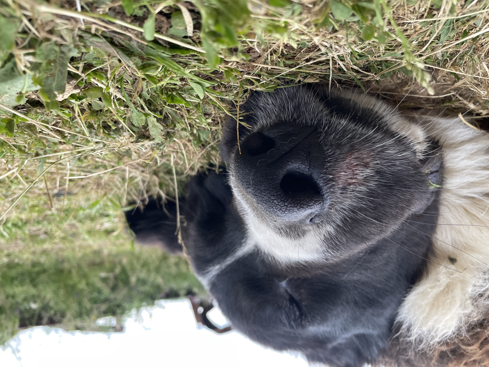 A close-up, low-angle photograph shows the nose and fur of a black and white dog lying in grass and foliage. The dog's nose is prominent, with a wrinkled texture. The surrounding vegetation consists of green grass and other plants. In the blurry background, what appear to be trees and a light-colored, possibly white surface can be seen. The photograph was taken in Zlatograd, Bulgaria.