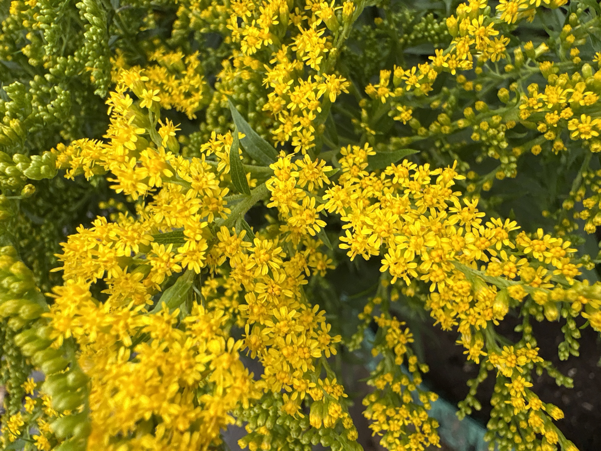 The image shows a close-up of bright yellow flowers with green stems and leaves. The flowers are small and clustered together in sprays. The background is a darker green, suggesting more foliage. The lighting is natural and bright, highlighting the vibrancy of the flowers. There are no people or specific city landmarks visible that would allow for definitive placement in Ветлужский, Russia. The image appears to be a photograph of a plant, likely taken outdoors.