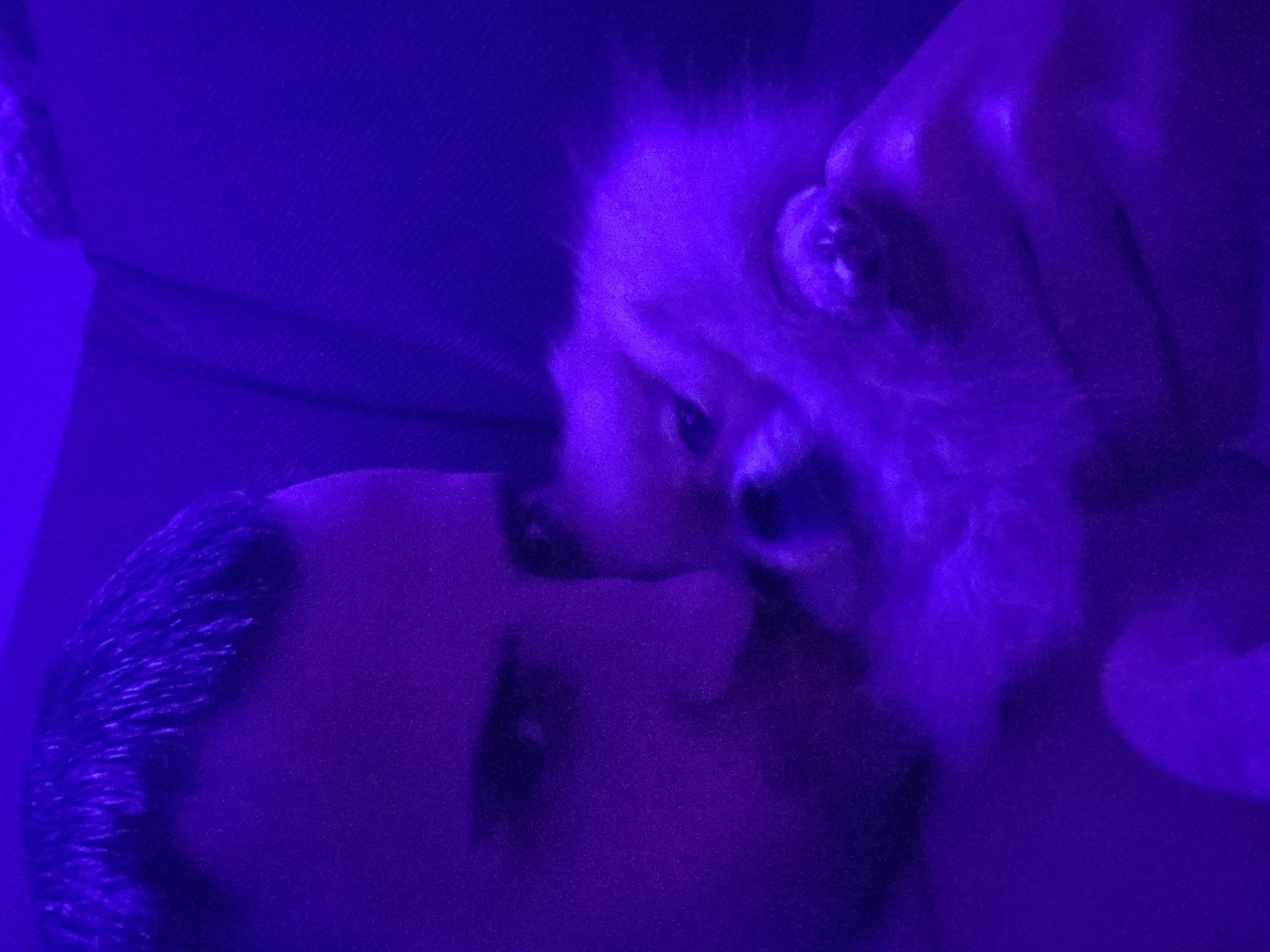The image depicts a person lying down with a small, fluffy dog near their face. The scene is lit with a strong blue light, obscuring details. The person has short hair, and the dog appears to be a light-colored breed. The location is Unknown, Unknown.