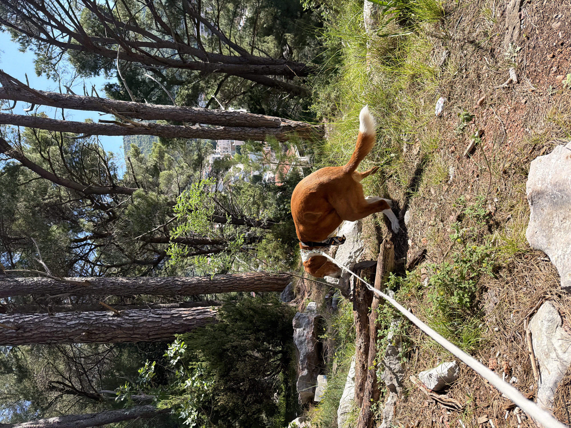 A medium shot of a brown dog with a white-tipped tail is seen on a steep, grassy hillside in Petrovac centar, Montenegro. The dog, attached to a white leash, is bending down, sniffing the ground amidst the sparse vegetation. Behind the dog are tall pine trees and a partial view of buildings in the city. The ground is covered in dry grass, small rocks, and tree debris. The image is slightly angled.