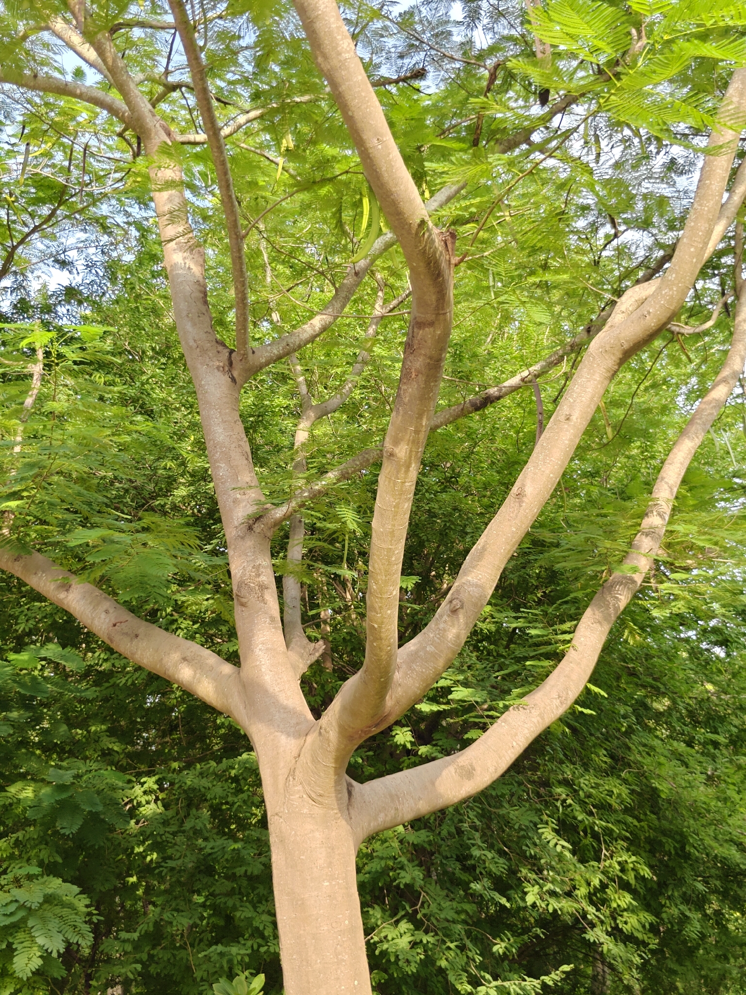 In Khao Yai, Thailand, a large tree with light brown bark and numerous branches dominates the foreground. The tree's trunk splits into several thick limbs that spread outwards, some bearing seed pods. The background is filled with dense green foliage from other trees and plants, with hints of blue sky visible through the canopy. The scene appears to be an outdoor natural environment, possibly a park or forest area. No people are present in the image.