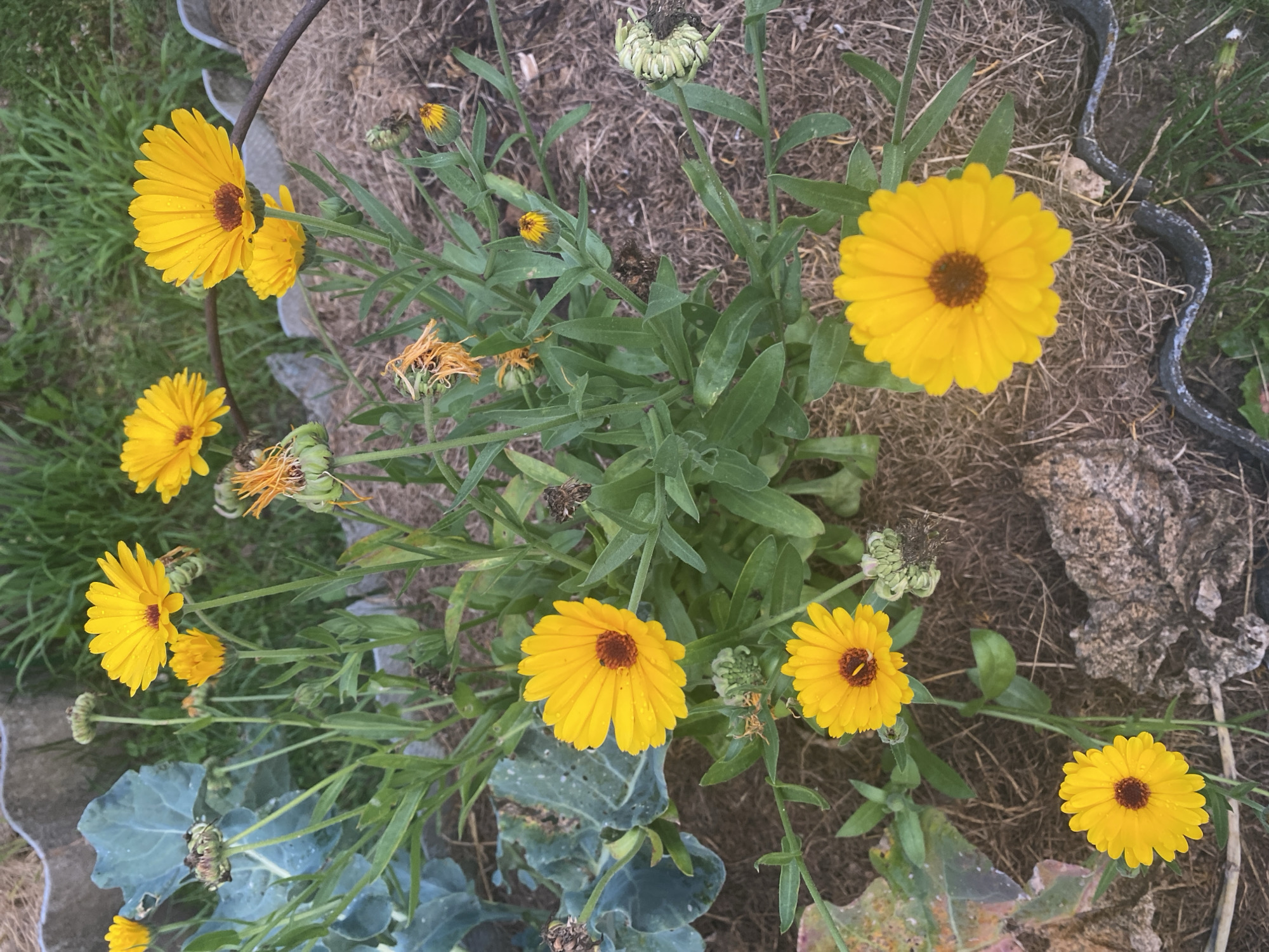 An outdoor, eye-level, medium shot captures a cluster of vibrant yellow calendula flowers in full bloom. The flowers are predominantly in the foreground and mid-ground, with their bright petals and dark centers standing out against the backdrop. Some of the calendula flowers are partially closed, while others are fully open, revealing their intricate petal structures. Scattered amongst the blooming flowers are several seed pods and wilting blooms, suggesting a stage of the plant's life cycle. Lush green foliage provides a dense undergrowth, interspersed with dried grass and mulch. In the background, a hint of a broken, grey concrete border and green grass can be seen, suggesting a garden setting. The overall lighting indicates daylight, with subtle shadows hinting at the time of day. The scene is devoid of any human presence or activity. The image is consistent with a garden located in Krupki, Belarus, given the commonality of calendula flowers and typical garden elements found in the region.