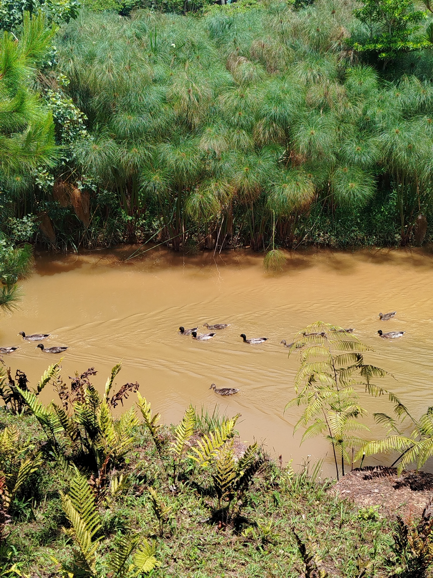 The image captures a vibrant outdoor scene in Đa Nghịt 1, Vietnam, depicting a group of ducks swimming in a muddy, light brown river. Approximately 10-12 ducks, dark-feathered with some showing white patches, are scattered across the water, creating ripples and V-shaped wakes as they move.
The river is bordered by dense vegetation. The far bank is dominated by a wall of tall, papyrus-like plants with distinctive umbrella-shaped clusters of fine green leaves, interspersed with other darker green trees and shrubs. On the near bank, where the photograph appears to be taken from, a variety of green ferns and grasses, some with yellowish tips, grow on the earthy ground. A prominent pine tree with long, bright green needles is visible on the left side of the foreground, contributing to the rich tapestry of foliage.
The lighting suggests a bright day, likely mid-morning or afternoon, with clear weather conditions illuminating the scene. The distinct color of the water contrasts with the numerous shades of green in the surrounding plant life. No human subjects or visible text are present. The image conveys a sense of tranquility and natural activity within a lush, biodiverse environment.