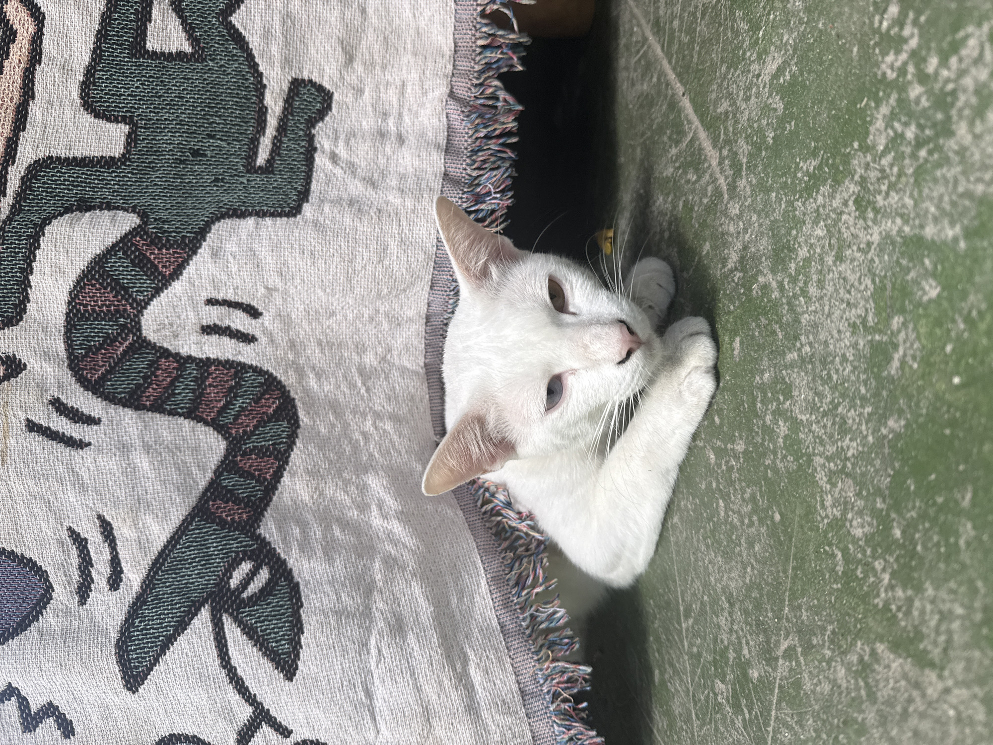 A white cat is nestled beside a woven blanket adorned with a graphic design that appears to be a stylized figure, possibly inspired by the artwork of Keith Haring, with a serpentine element. The cat's head and front paws are visible, peeking out from under the edge of the blanket. Its eyes are partially closed, suggesting a relaxed or sleepy state. The cat is positioned on a textured green surface, which appears to be outdoors given the lighting. The blanket has fringed edges with multiple colors woven into the threads. The overall scene evokes a sense of domestic comfort and a peaceful moment captured outdoors, possibly in a tropical setting given the location context of Koh Phangan, Thailand. The lighting suggests it is daytime.