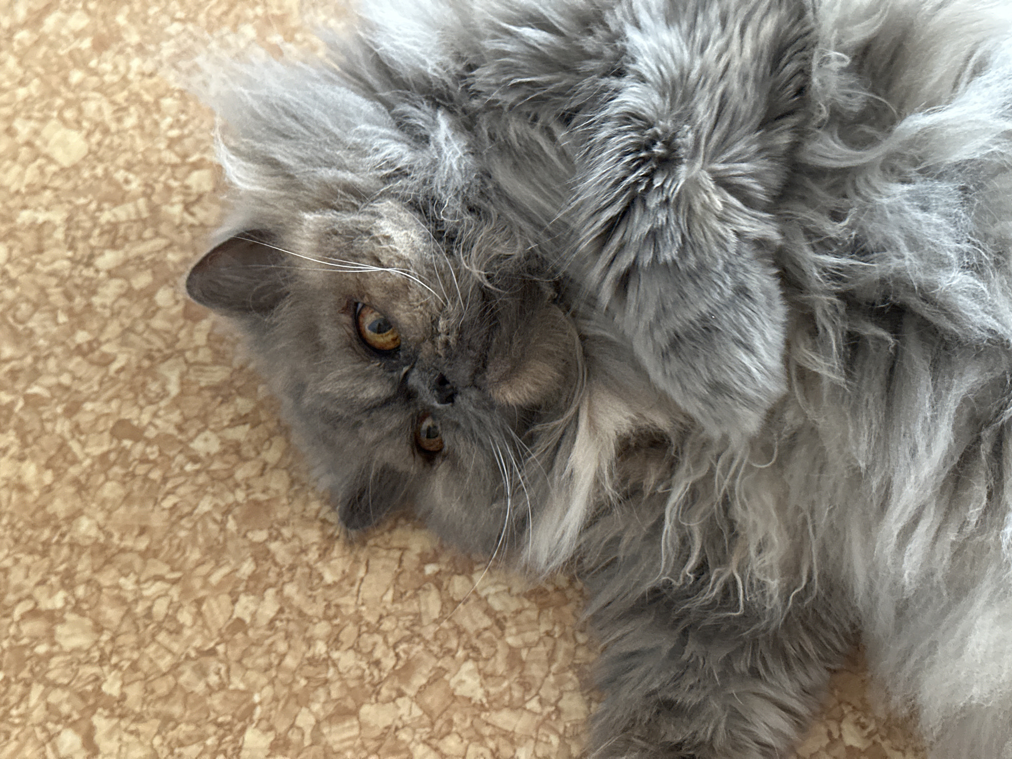 A fluffy, gray Persian cat is lying on a beige and brown textured surface, possibly linoleum or a similar flooring material. The cat is positioned at an angle in the frame, with its head and part of its body visible. Its amber-colored eyes are open and slightly focused to the right of the image. Its fur is long and dense, giving it a plush appearance. The whiskers are long and white. The background flooring is out of focus. The image was taken in an unspecified indoor location in or around the city of Chaikovsky, Russia.