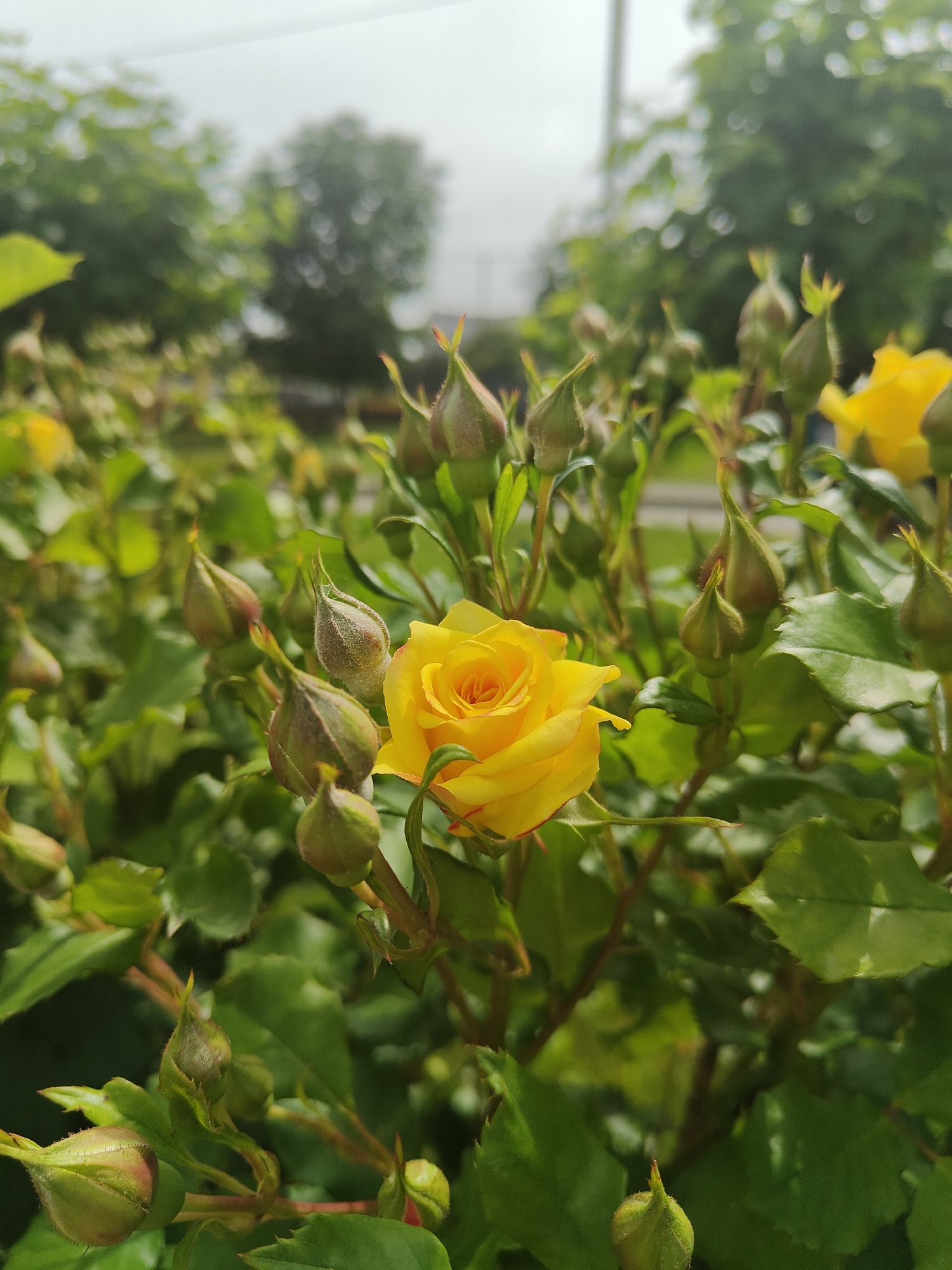A close-up, eye-level shot captures a vibrant yellow rose in full bloom, positioned centrally within a bush of numerous green rosebuds and lush green leaves. The focal point is a single, radiant yellow rose, its petals tightly formed and showing hints of orange or red at its base.
Surrounding the main rose are many tightly closed rosebuds, varying in size, with some appearing smooth and others slightly fuzzy, indicating different stages of development. The green leaves are healthy and abundant, providing a rich backdrop for the yellow flower and buds. In the upper left and right, glimpses of other yellow roses can be seen, out of focus.
The background consists of blurred green foliage from trees, suggesting a garden or park setting. The sky, visible above the trees, is very bright and overcast, contributing to the soft, diffused lighting of the scene. The overall impression is one of natural beauty and growth, with the rosebuds hinting at future blooms. There is no visible text in the image. The time of day appears to be daytime, likely a cloudy day given the diffused light.
