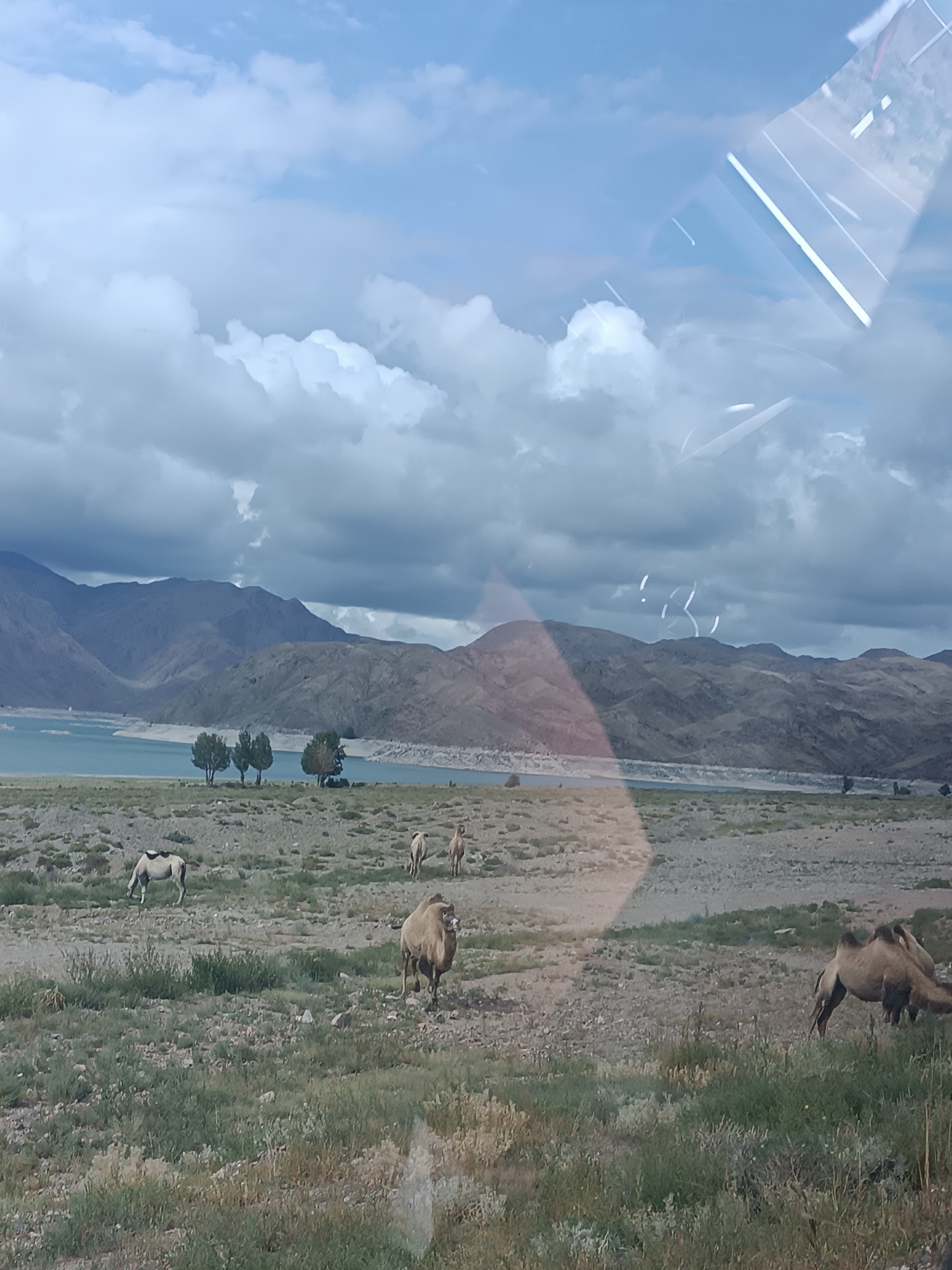 The image shows a wide landscape with a body of water, mountains, and a grassy plain. There are several camels present in the foreground and midground, some grazing and others standing. A single horse-like animal with a light coat is visible on the left side of the frame, grazing. In the distance, there are several trees clustered together near the edge of the water. The sky is partly cloudy, with large, fluffy white clouds against a blue sky. There are reflections on the surface of what appears to be a window, showing a light-colored road or structure. The location is identified as Sasyk-Bulak, Kyrgyzstan.