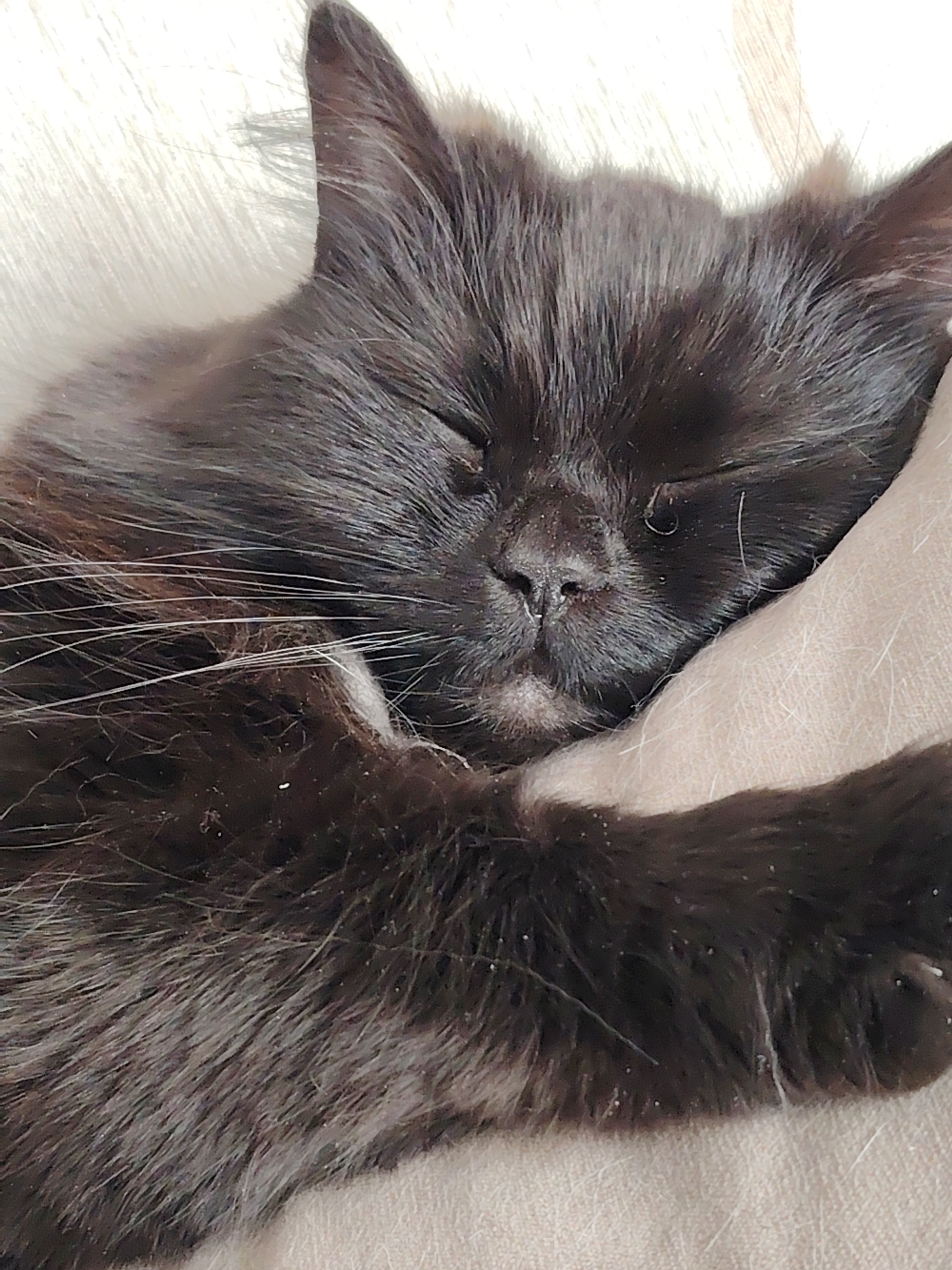 **Location:** Unknown, Unknown.
A black feline subject is depicted in a close-up, top-down perspective, resting on a light-colored, textured fabric surface. The cat's eyes are closed, indicating a state of sleep. Its fur is dense, primarily black, with scattered white particulates consistent with dander or environmental dust visible across its coat. Several white whiskers are prominent on the left side of its muzzle. The dark, moist nasal planum is visible. A portion of a dark, fur-covered limb, consistent with a foreleg, is positioned beneath its head on the right side of the frame. A lighter, smooth surface is present in the upper left background. The subject is stationary, exhibiting no active movement or interaction.
