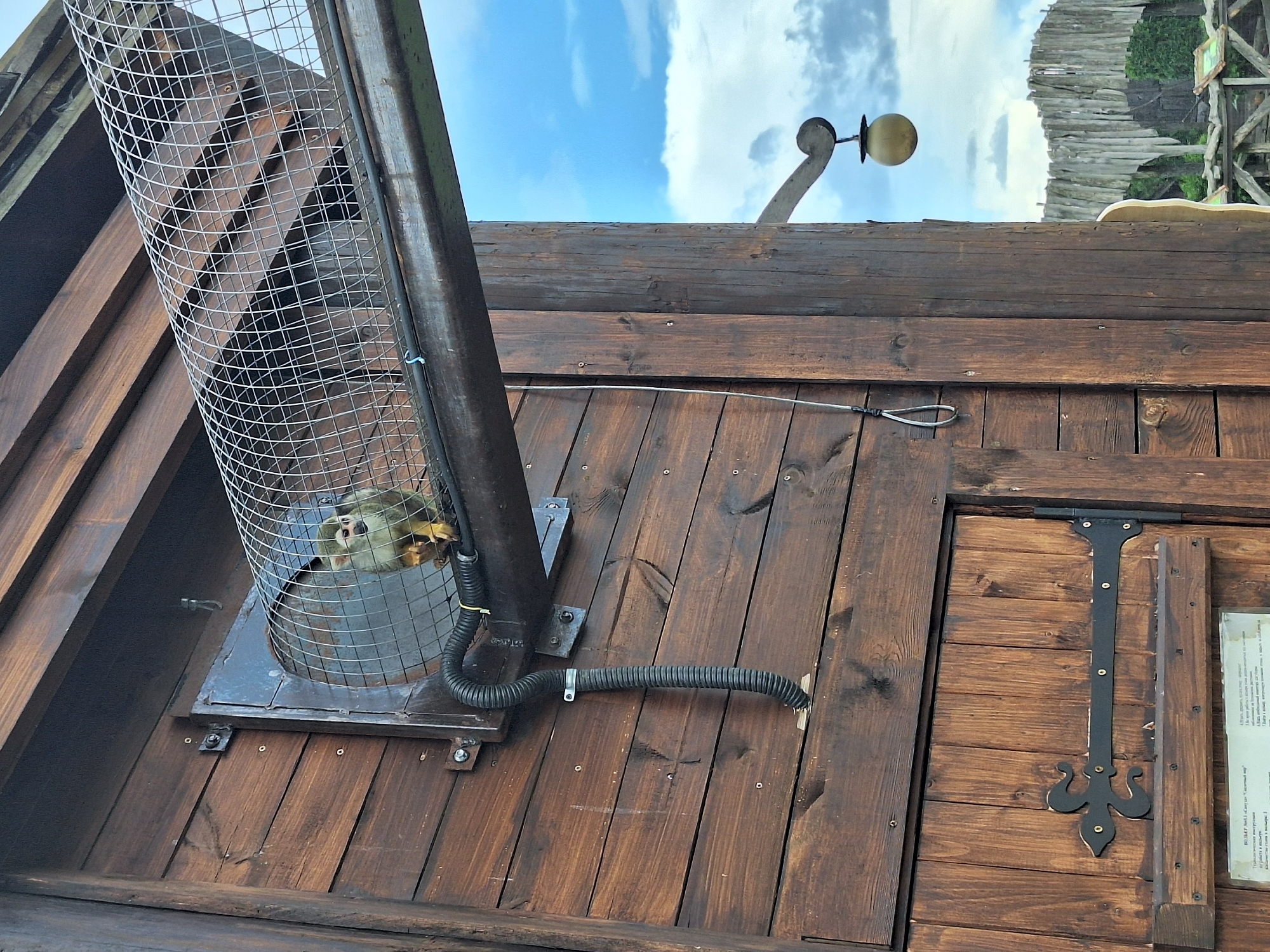 A squirrel monkey is visible in a wire cage attached to a wooden structure. The monkey is light brown and white with a dark face. The cage appears to be a tunnel-like structure made of wire mesh, connected to a metal opening on the wooden building by a black, corrugated pipe. The building is constructed of dark brown wooden planks. There is a decorative black metal hinge on a wooden door below the monkey. In the background, a wooden fence and green foliage are visible against a cloudy blue sky. A small, spherical lamp hangs from a curved wooden support on the right side of the image. The scene is likely part of an outdoor enclosure, possibly at a zoo or animal park, in the area of Malakhovetski village council, Belarus.