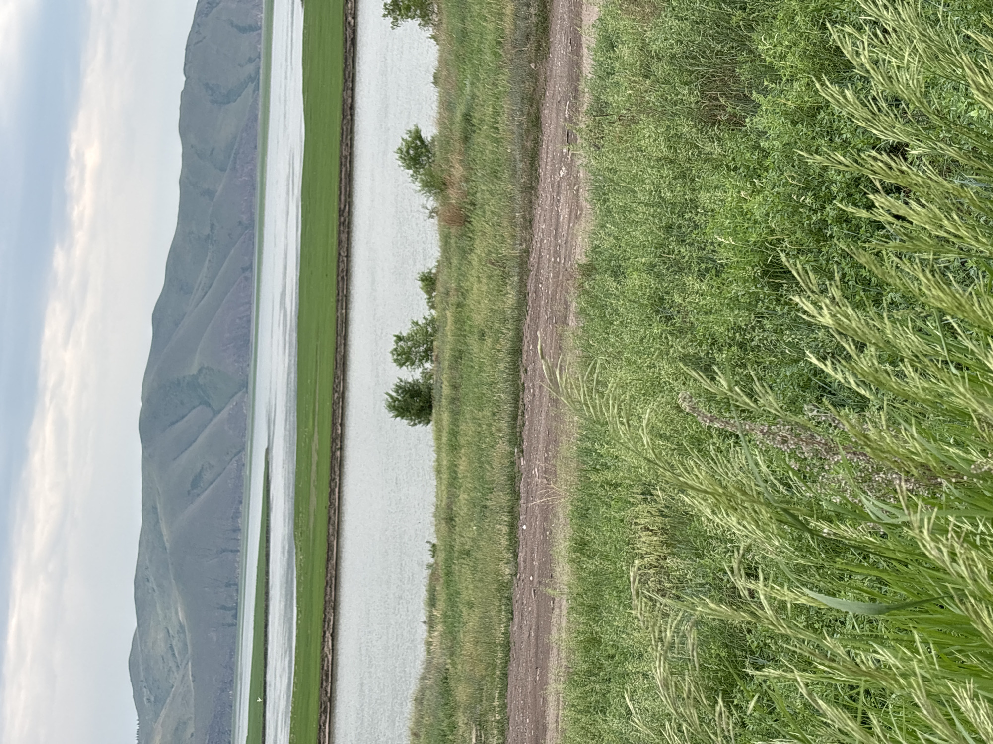The image shows a landscape scene near Ust-Abakan, Russia. In the foreground, tall green grass sways in the wind. A dirt path runs horizontally across the middle ground. Beyond the path, a body of water, likely a river or lake, is visible, with a narrow strip of green land separating it from the water further back. In the background, rolling green hills form the horizon, with a cloudy sky overhead. The scene is natural and serene, with no people or man-made structures other than the dirt path. The overall impression is one of a rural or natural setting.