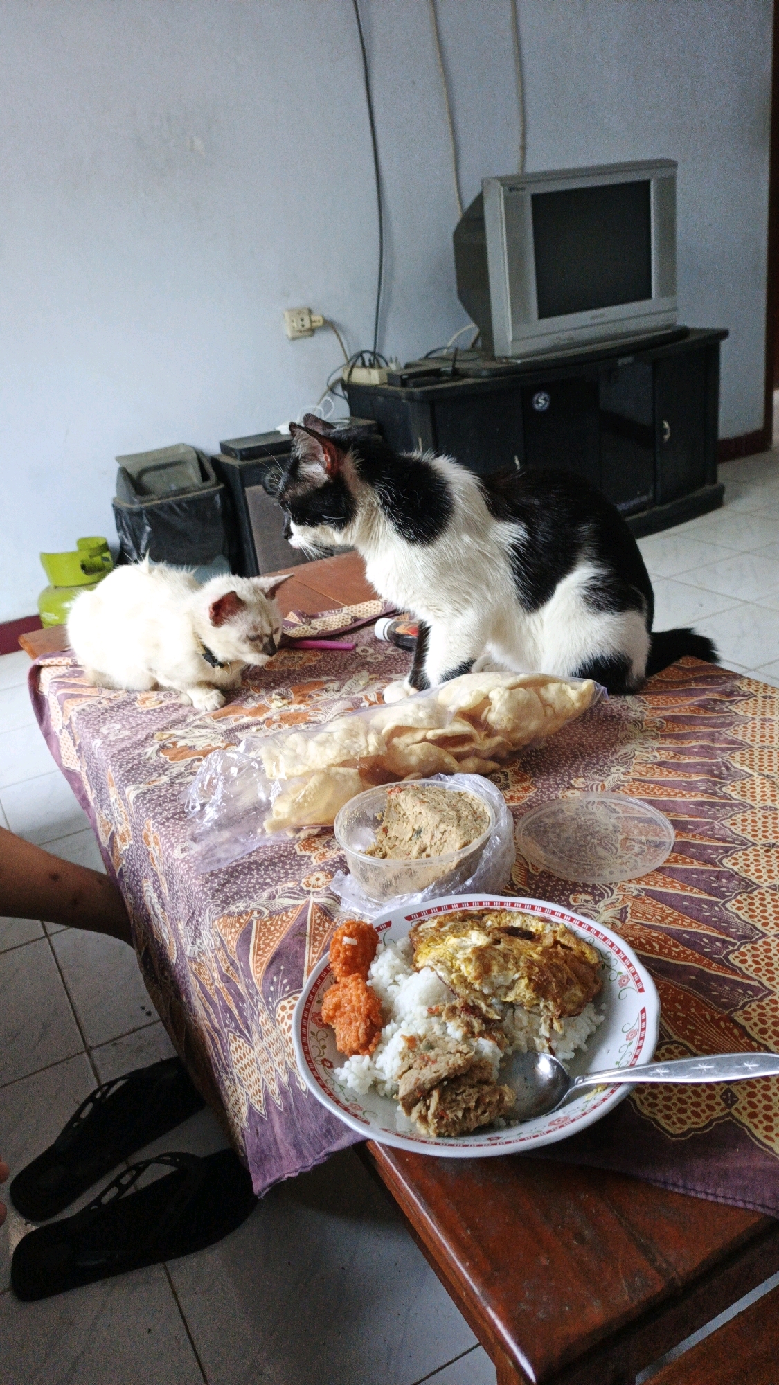 In a room in Campurdarat, Indonesia, a black and white cat and a cream-colored cat are positioned on a table covered with a patterned cloth. The black and white cat sits upright, facing the cream-colored cat, which is crouched and looking down. In front of them on the table are various food items. A plate of rice with an omelet, meat, and an orange condiment is present, along with a plastic container holding a similar mixture and a pile of light-colored crackers. A spoon rests on the plate of food. The background includes a vintage television set on a cabinet, a wall with electrical outlets and wires, and some household trash bins. The flooring appears to be tiled.