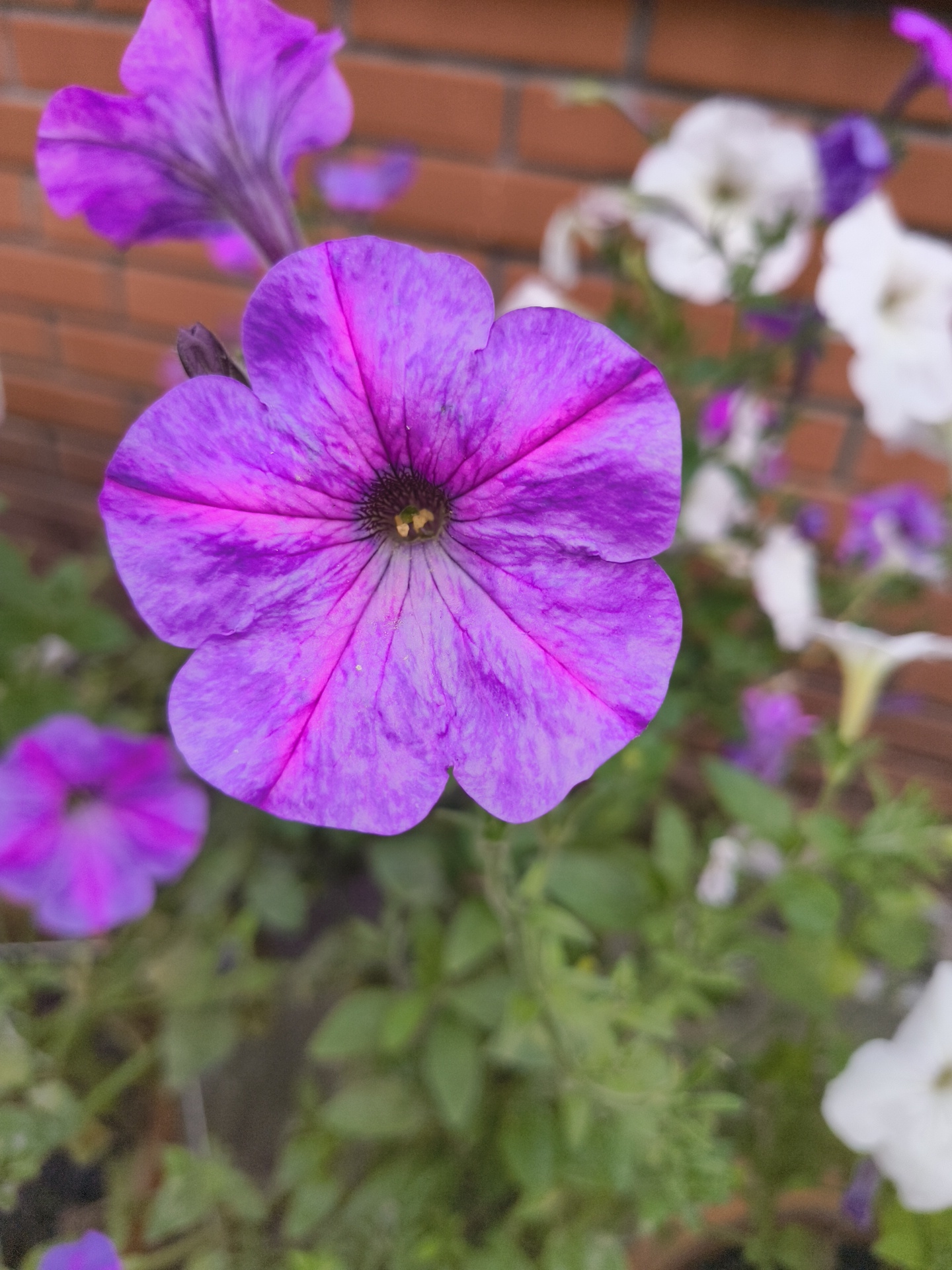 A close-up, shallow depth of field shot focuses on a vibrant purple petunia flower, its petals displaying darker pink veins radiating from the center. In the background, out of focus, are other flowers, some white and some purple, along with green foliage. A brick wall, likely part of a building or fence, forms the backdrop, its reddish-brown bricks slightly blurred. The scene is likely outdoors, in a garden or potted plant arrangement. Based on the location specified, this image depicts a natural scene within the city of Vostochnyy SNT, Russia.