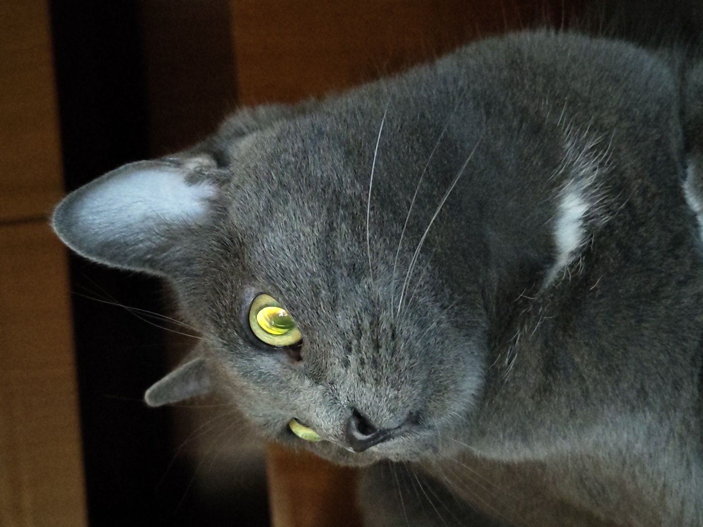 A close-up, profile shot captures a grey cat with bright green eyes. The cat is looking to the left of the frame, with its right ear pointed upwards and forward, and its left ear slightly lower and tilted back. A small patch of white fur is visible on its chest. The background is out of focus, with warm brown tones suggesting an indoor environment. The lighting highlights the cat's fur and its reflective eyes. The image is of unknown origin and location.