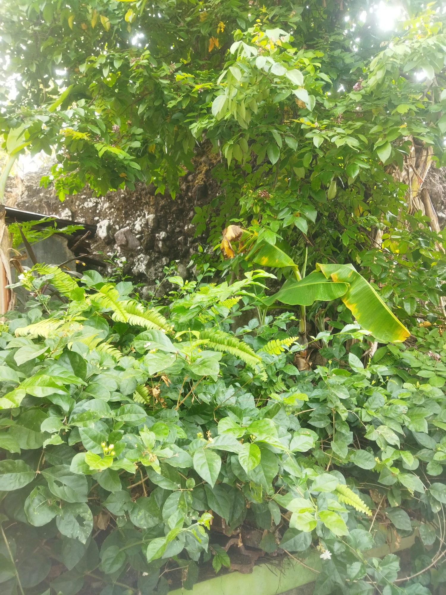 The image shows a dense overgrowth of green foliage in a tropical environment. In the foreground, various leafy plants and vines are abundant, some with small white flowers and developing buds. A few fern fronds are interspersed within the undergrowth. In the mid-ground, a banana plant is visible with its large, green leaves, some showing yellowing at the edges. Behind the plants, a rough, gray, textured wall, likely made of stone or concrete, is partially visible. Above, the canopy of a larger tree with lush green leaves filters the sunlight, creating a dappled effect. The overall impression is one of untamed vegetation, likely in a humid climate. The scene is located in Giripurwo, Indonesia. There are no people or animals present in the image.