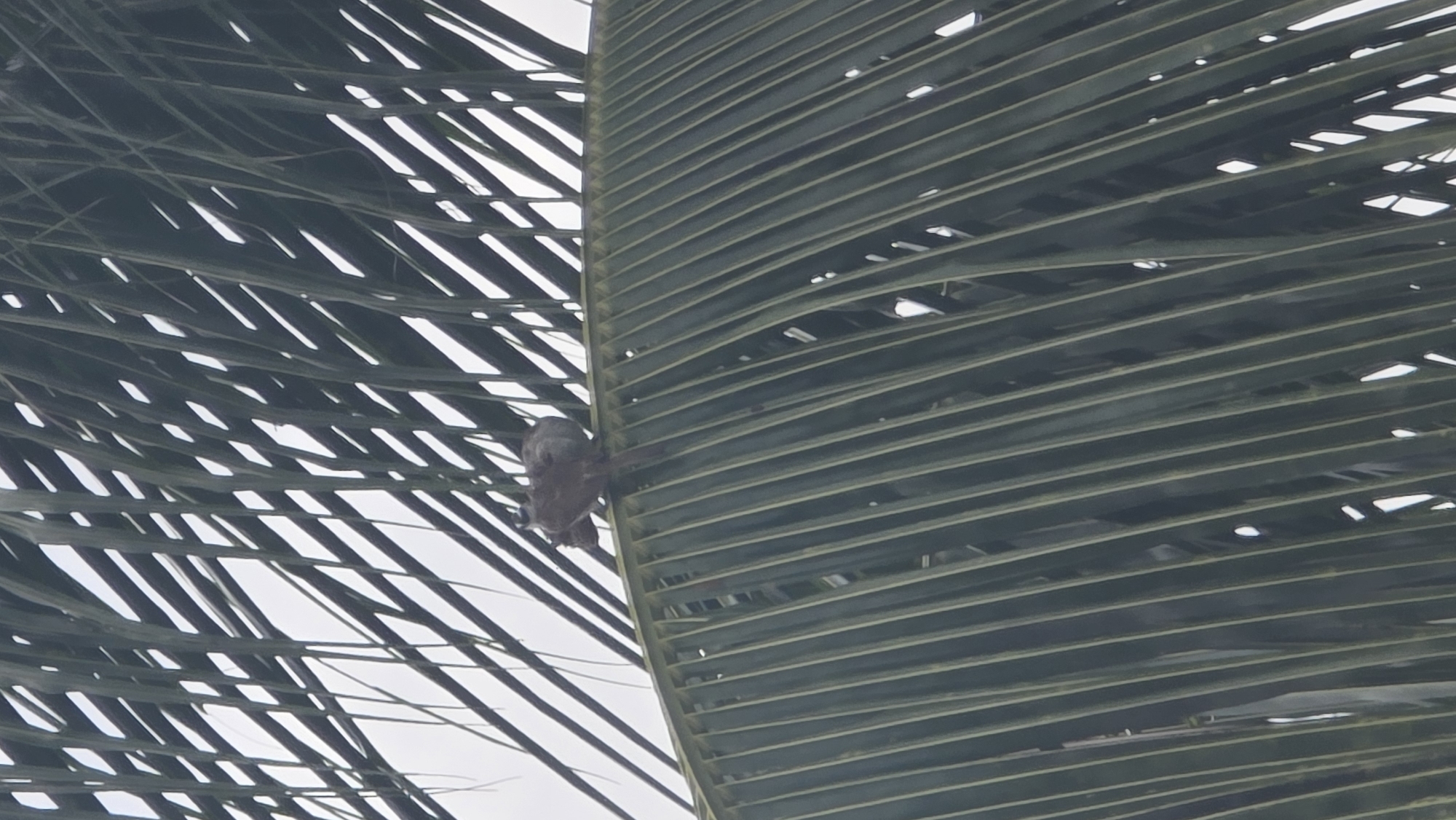 A monkey is seen perched in a palm tree, amidst the foliage, possibly located in Lhokseumawe, Indonesia.
